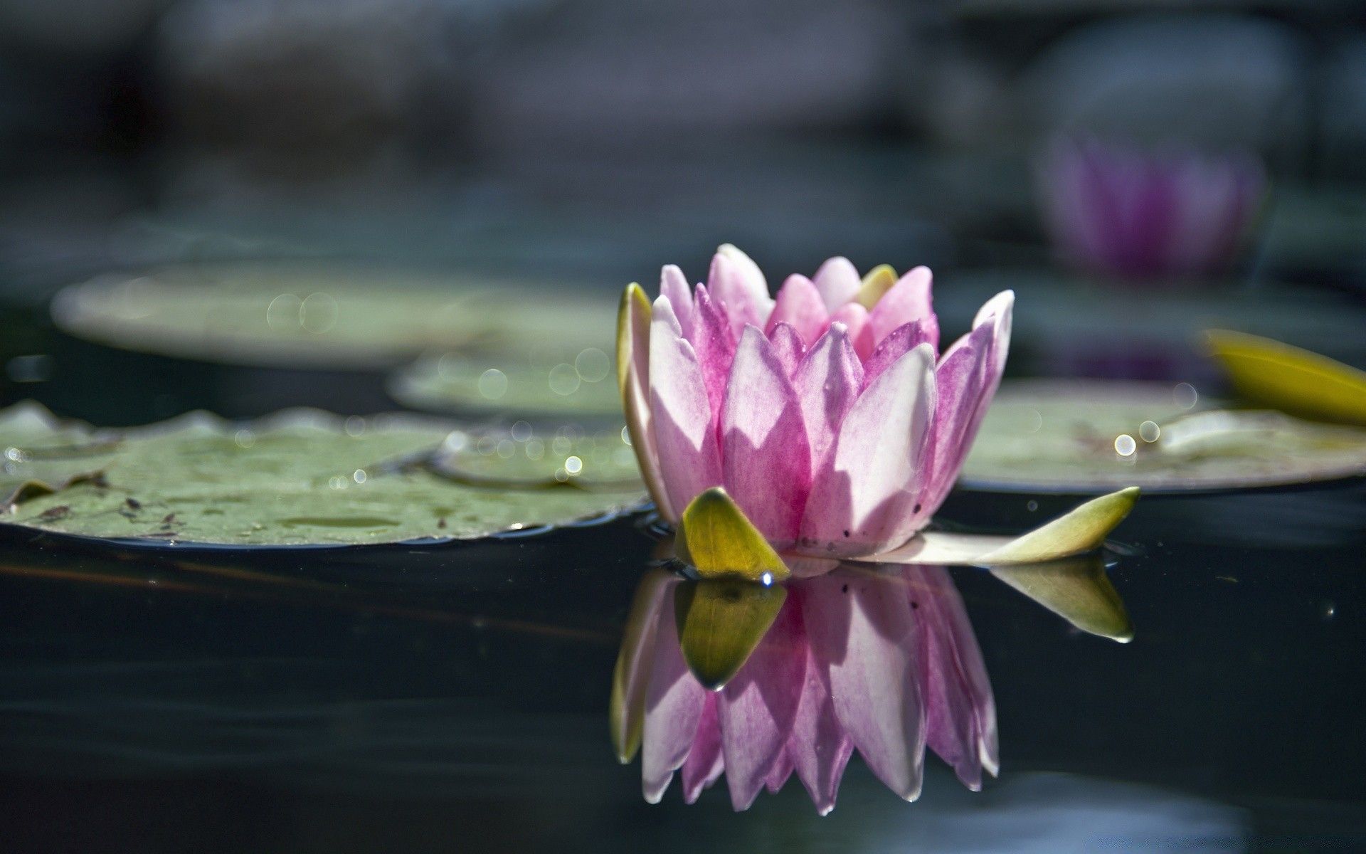 Ninfea rosa con riflesso nell'acqua, 1920x1200 Full HD+, Desktop