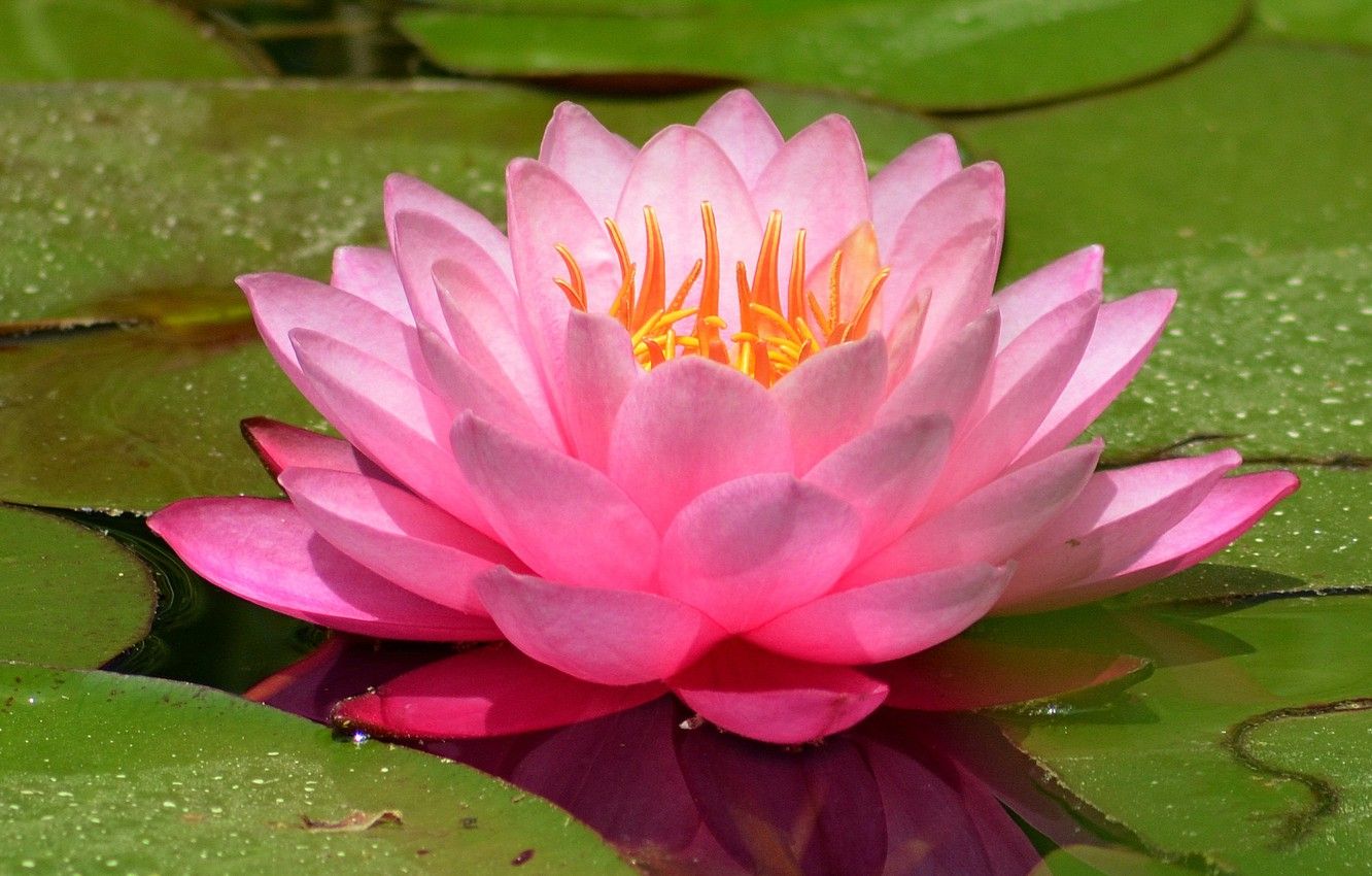 Ninfea rosa su acqua, 1332x850 HD, Desktop