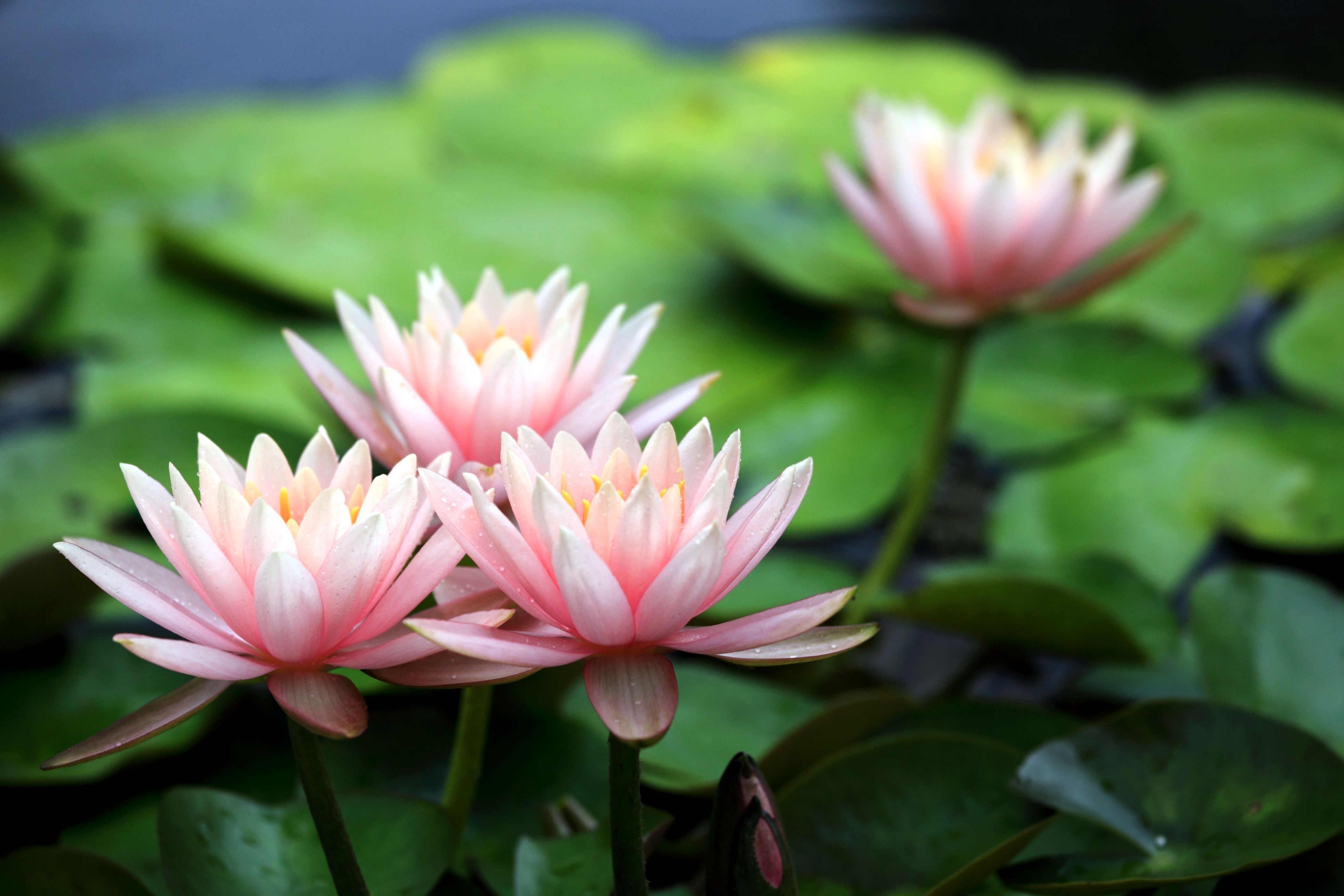 Ninfee rosa acqua verde, 4200x2800 Ultra HD, 4K TV