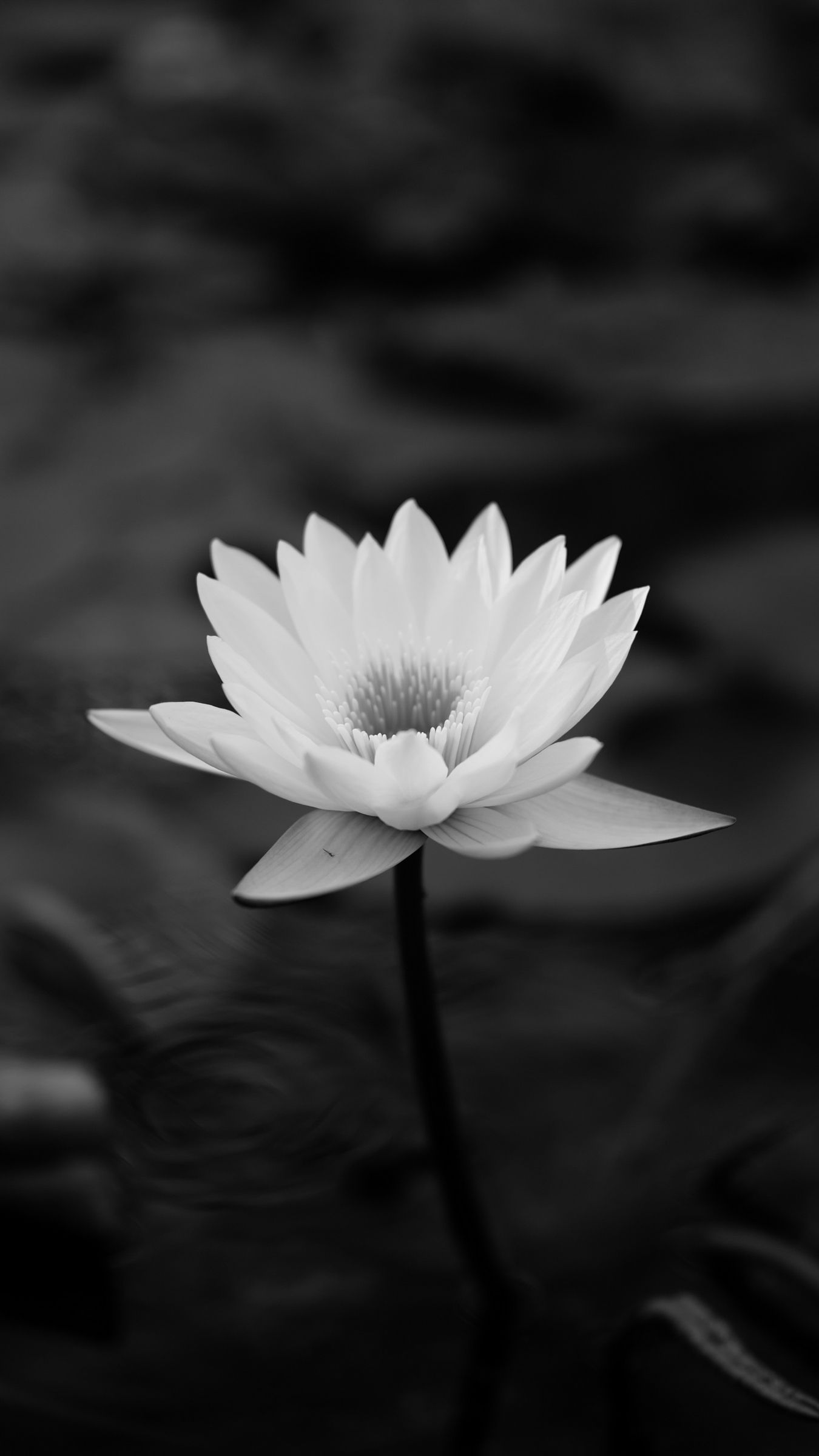 Ninfea bianca in bianco e nero, 1350x2400 Verticale, Telefono