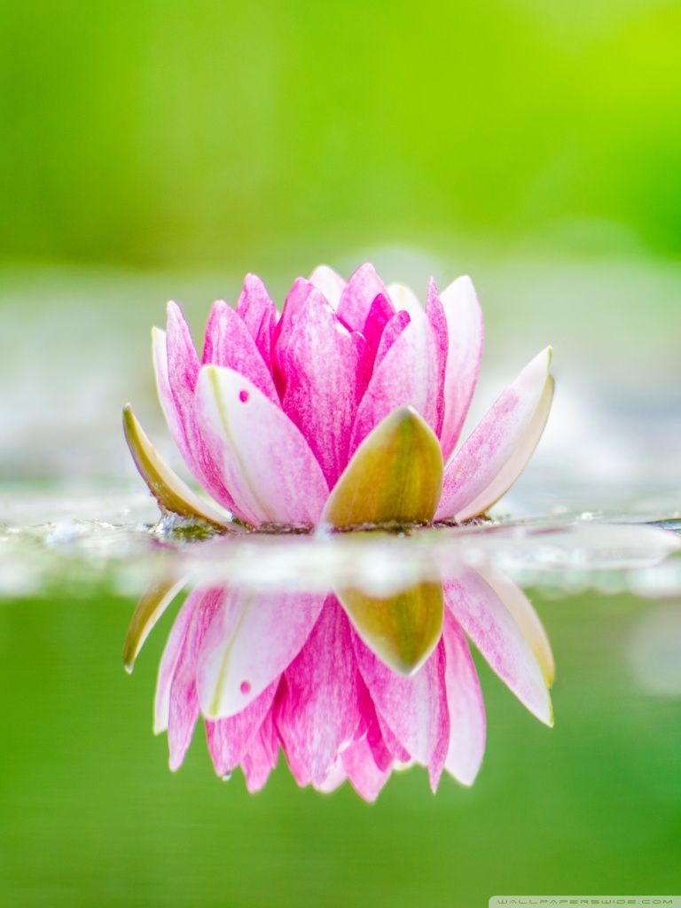 Ninfea rosa su acqua, 768x1024 Full HD Verticale, Smartphone