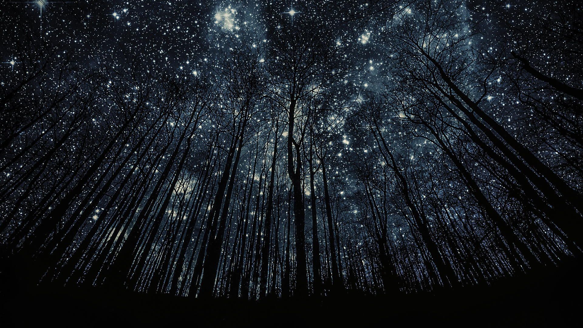 Foresta cielo stellato notturno, 1920x1080 Full HD 1080p, PC