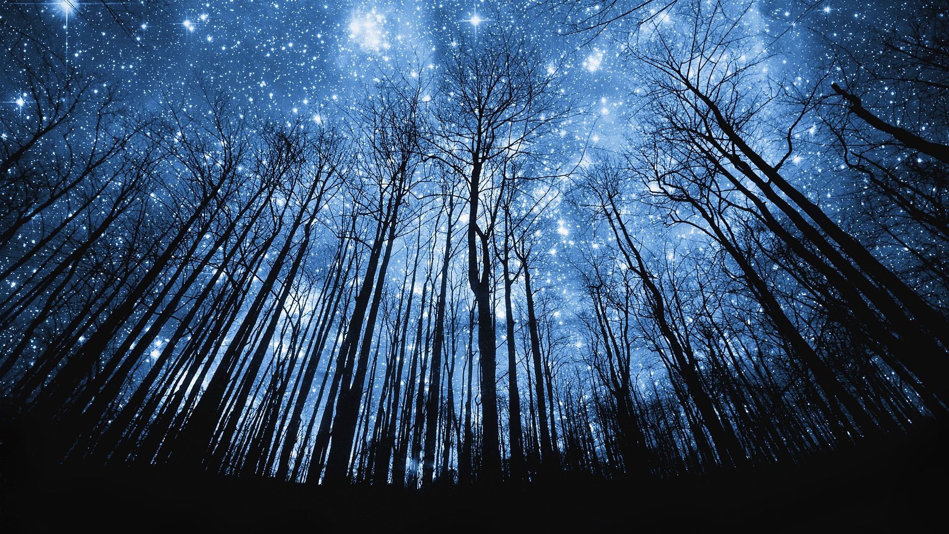 Foresta invernale cielo stellato, 1920x1080 1080p, Laptop