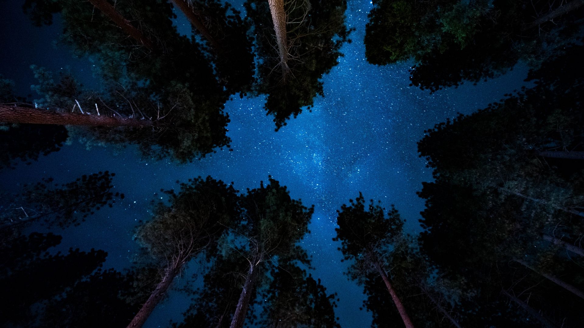 Foresta vista cielo stellato, 1920x1080 Full HD 1080p, Laptop