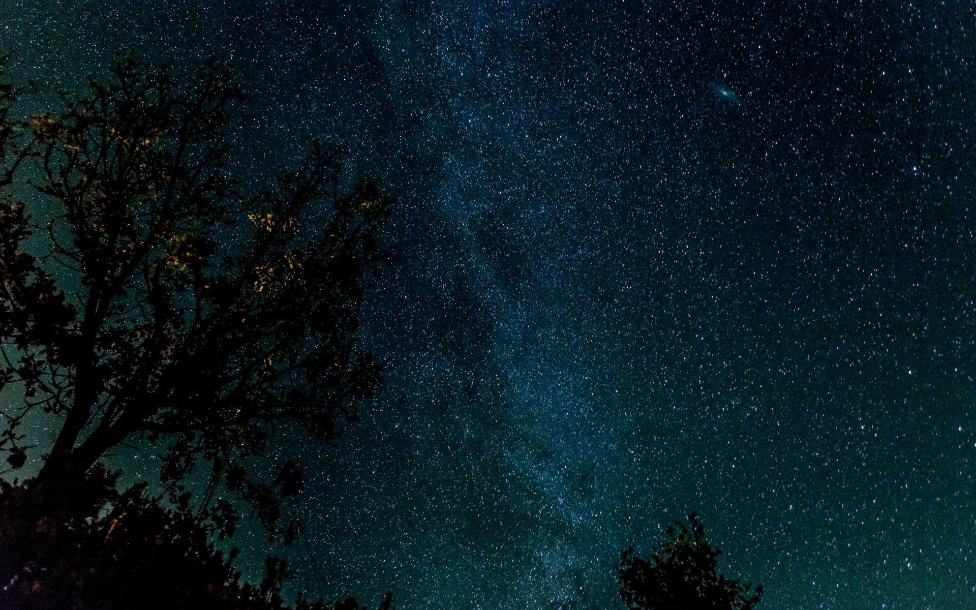 Alberi silhouette cielo stellato, 1920x1200 WUXGA, Desktop