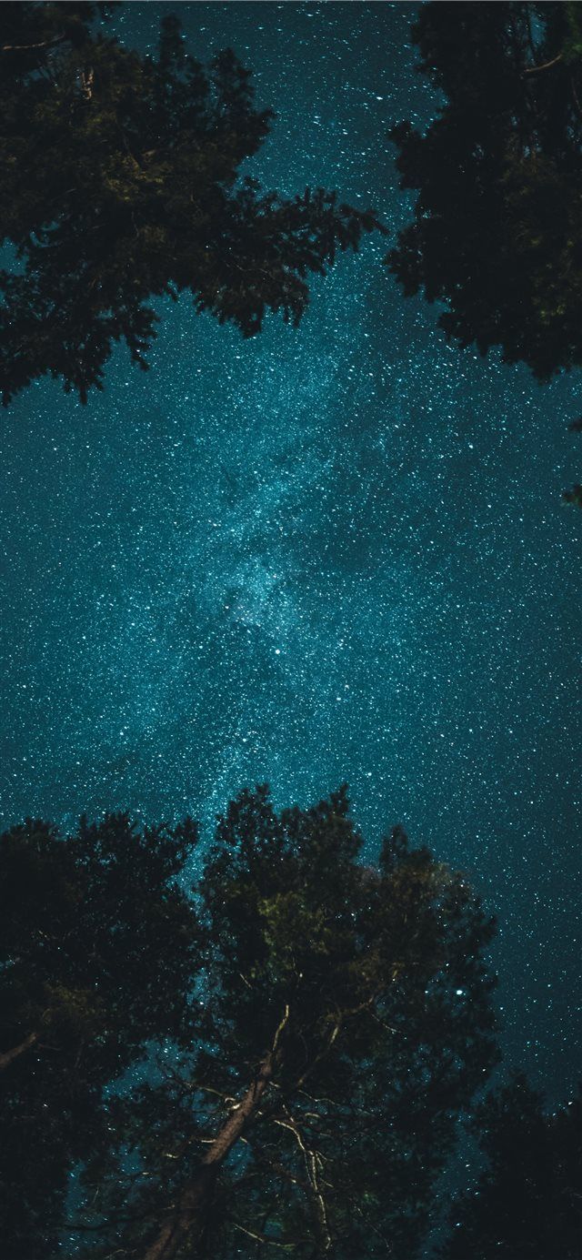 Cielo stellato tra alberi, 640x1385 Full HD Verticale, iPhone