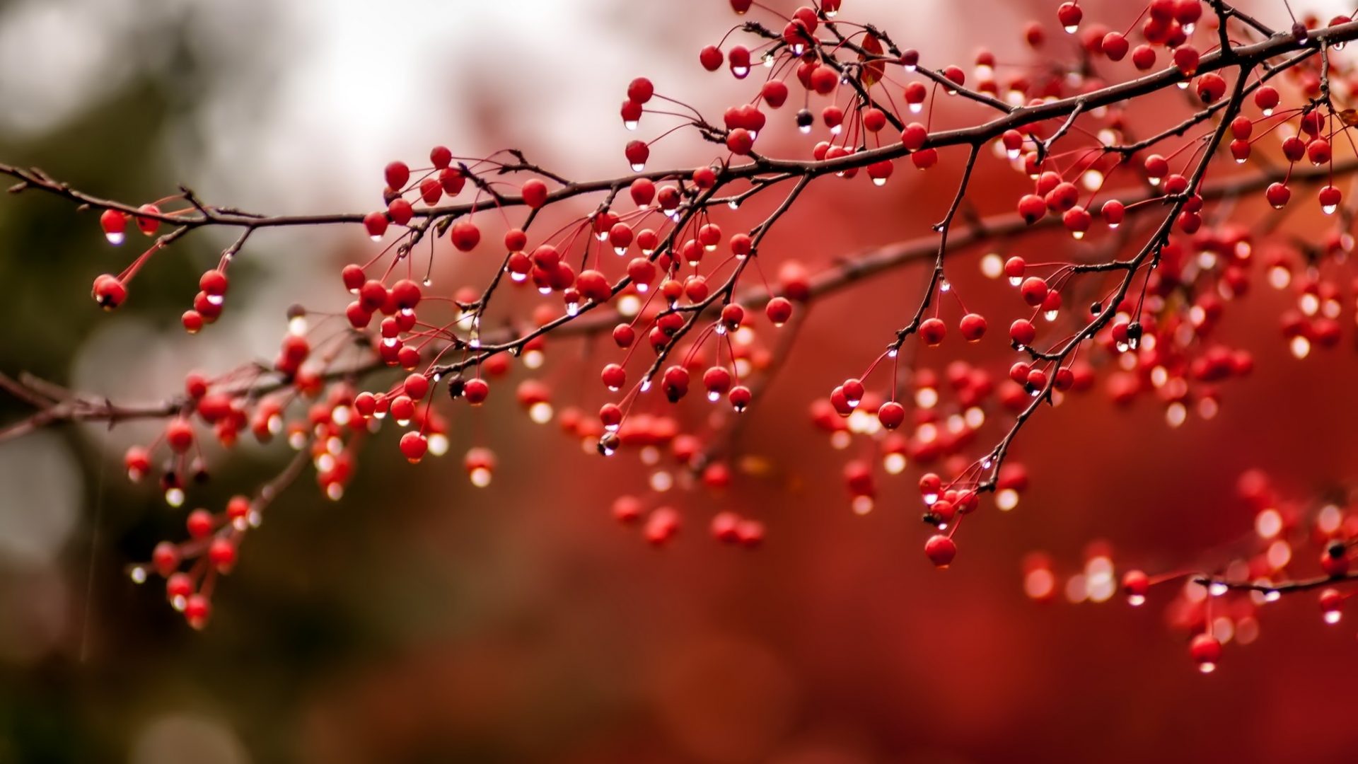 Bacche rosse su ramo autunnale, 1920x1080 1080p, Laptop