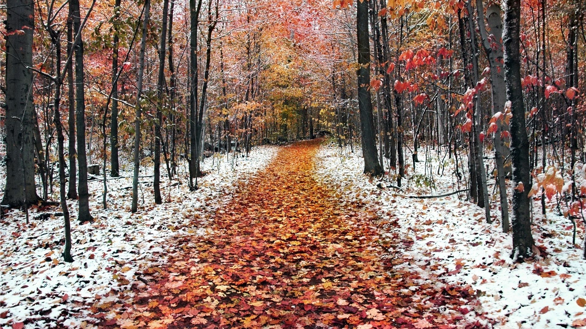 Sentiero autunnale con neve, 1920x1080 Full HD 1080p, Desktop