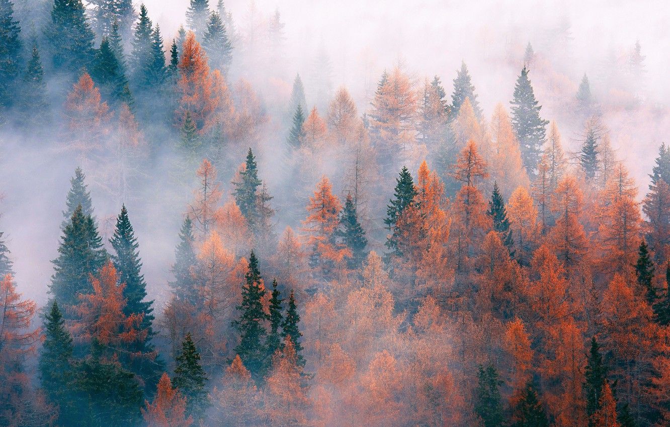 Foresta autunnale con nebbia, 1332x850 HD, HP Laptop