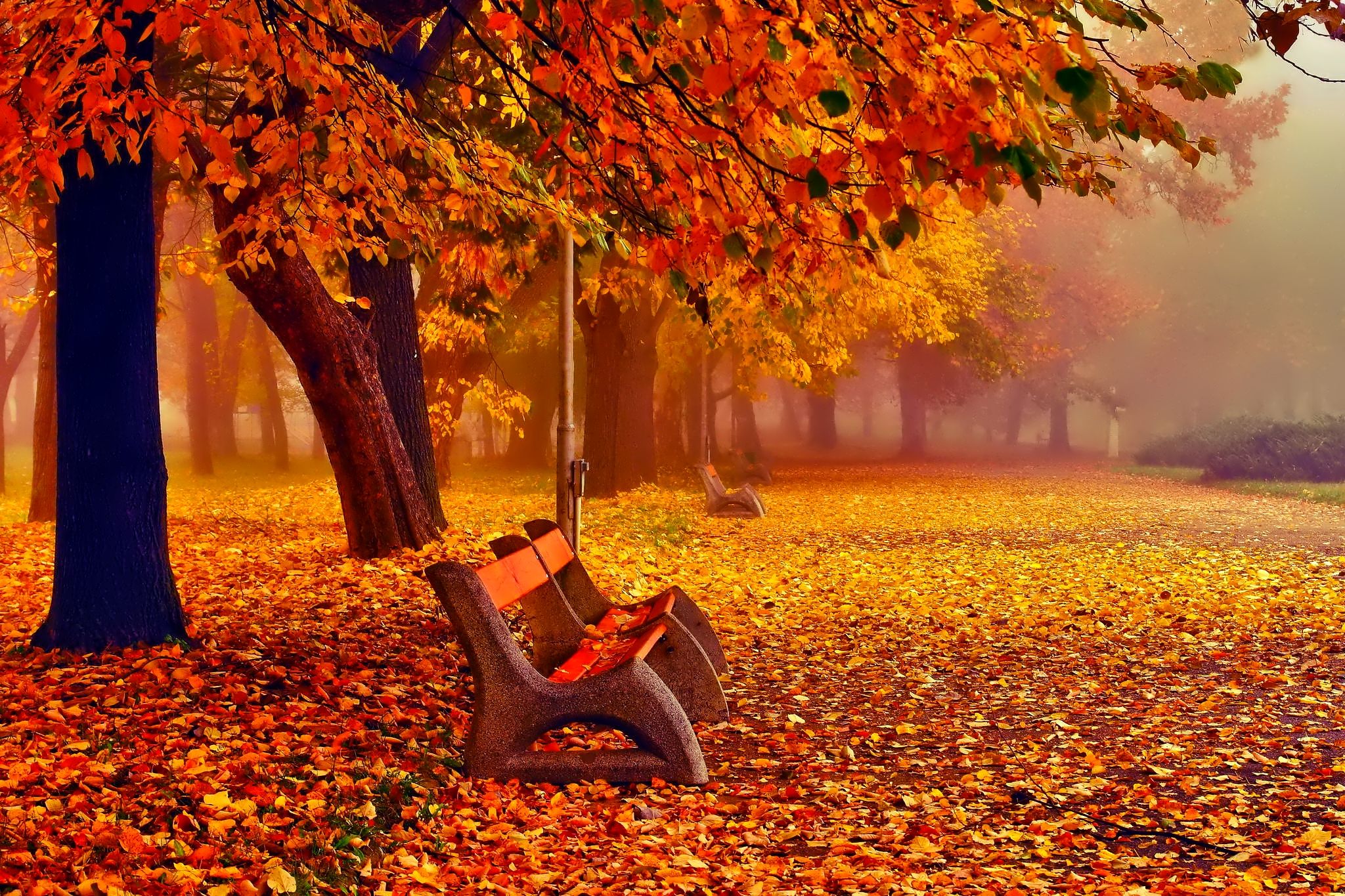 Panchina sotto albero autunnale, 2048x1365 2K, iMac
