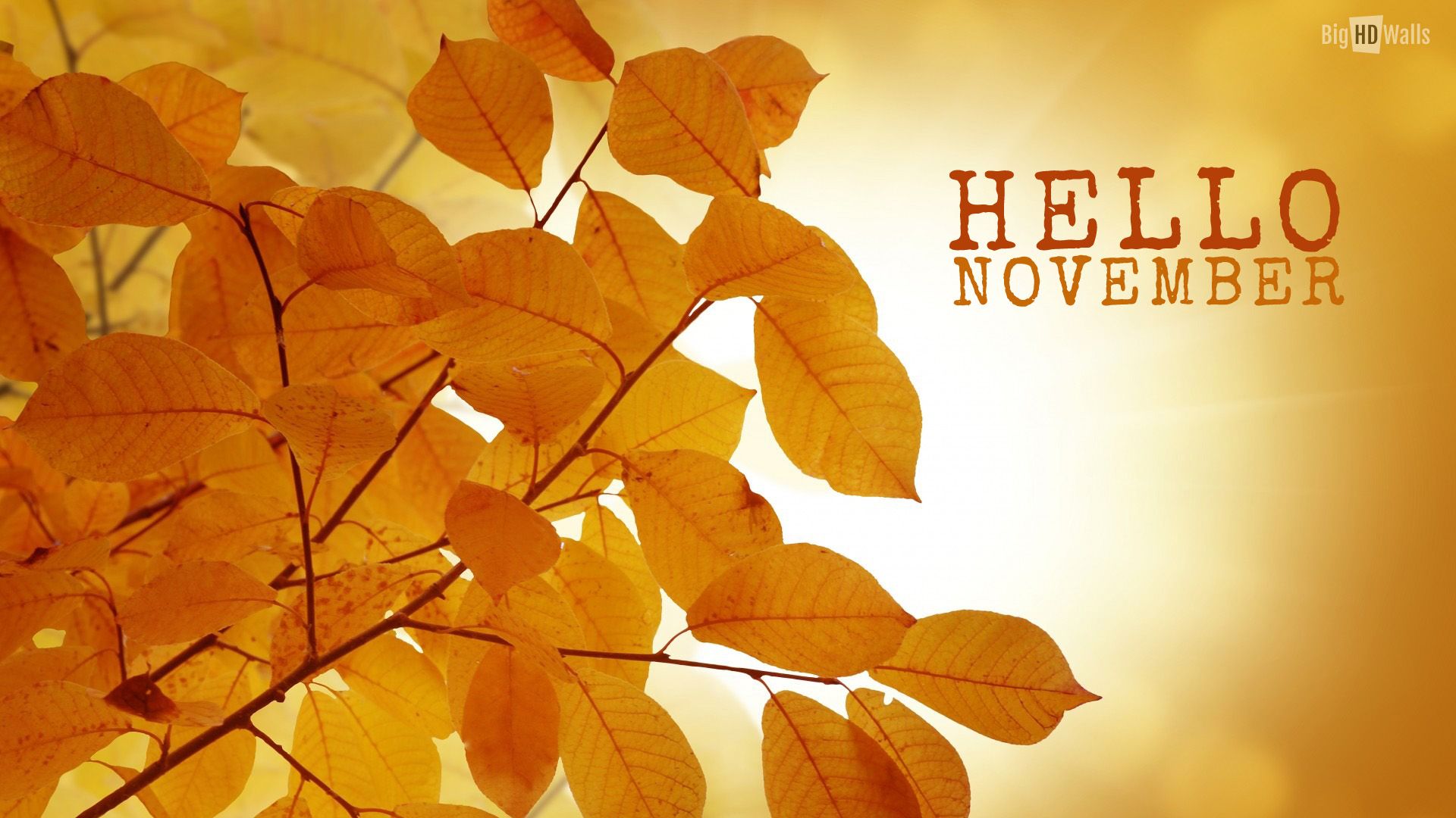 Calendario novembre albero autunnale colorato, 1920x1080 1080p, PC