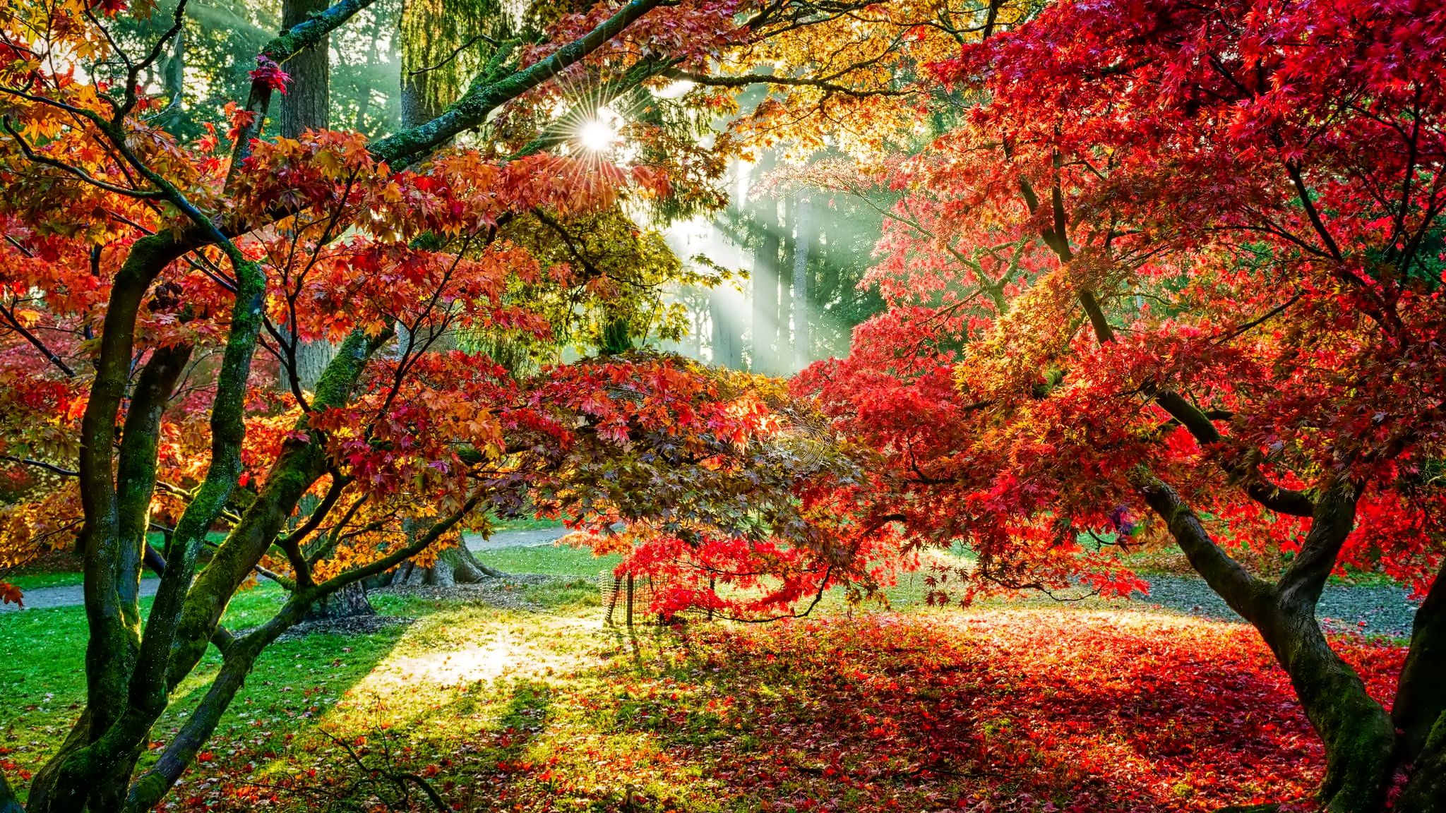 Bosco autunnale con foglie rosse, 2048x1152 2K, Laptop