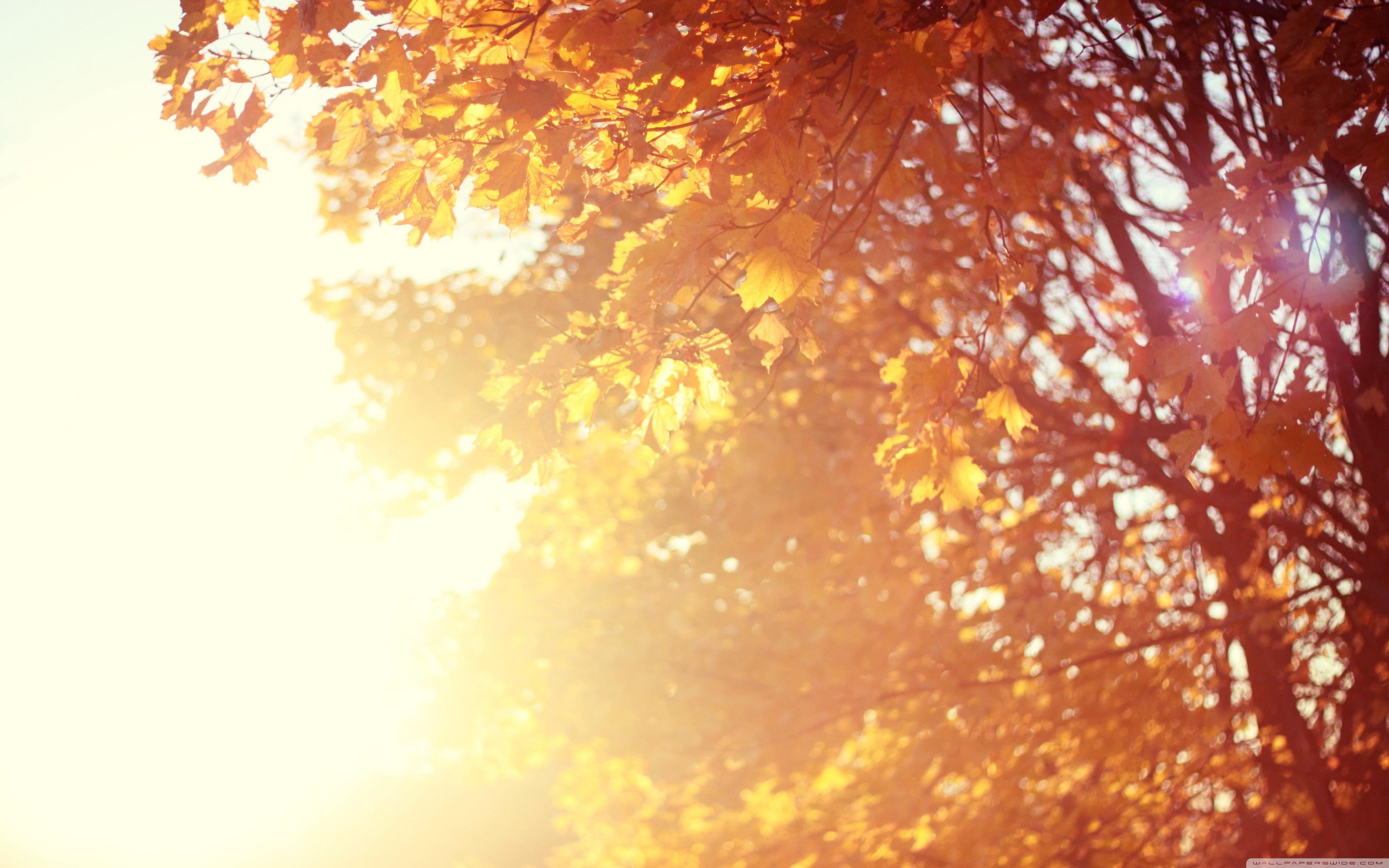 Foglie autunnali con luce solare, 3840x2400 4K, Desktop 4K