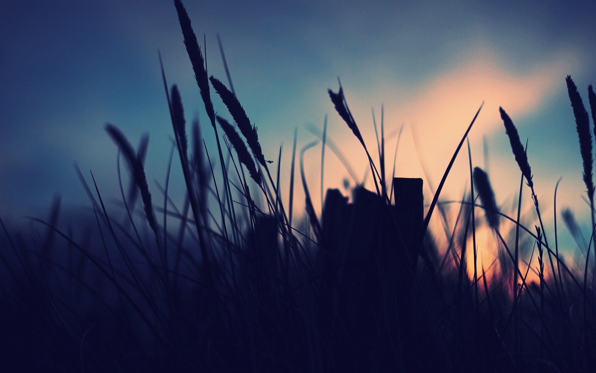 Campo al tramonto silhouette, 1920x1200 WUXGA, Desktop