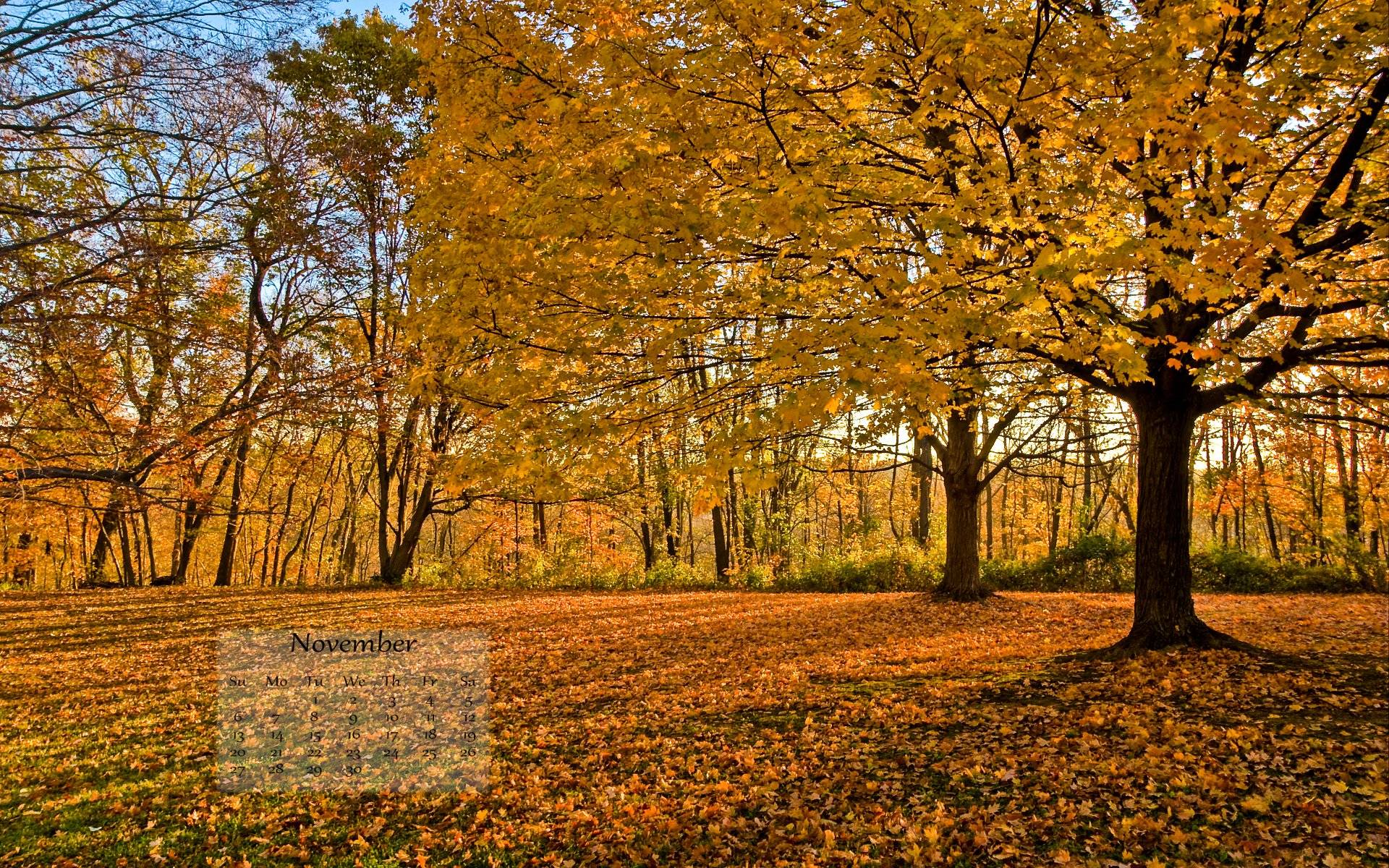 Parco autunnale con foglie dorate, 1920x1200 Full HD+ WUXGA, Laptop