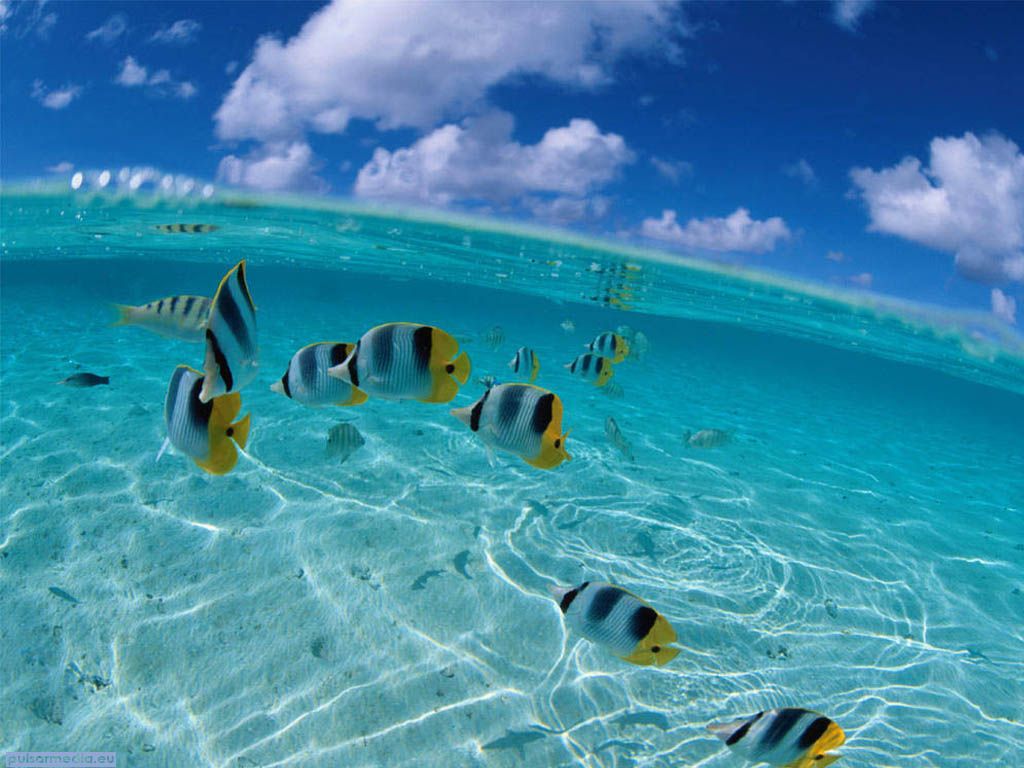 Pesci tropicali in oceano, 1024x768 HD, PC