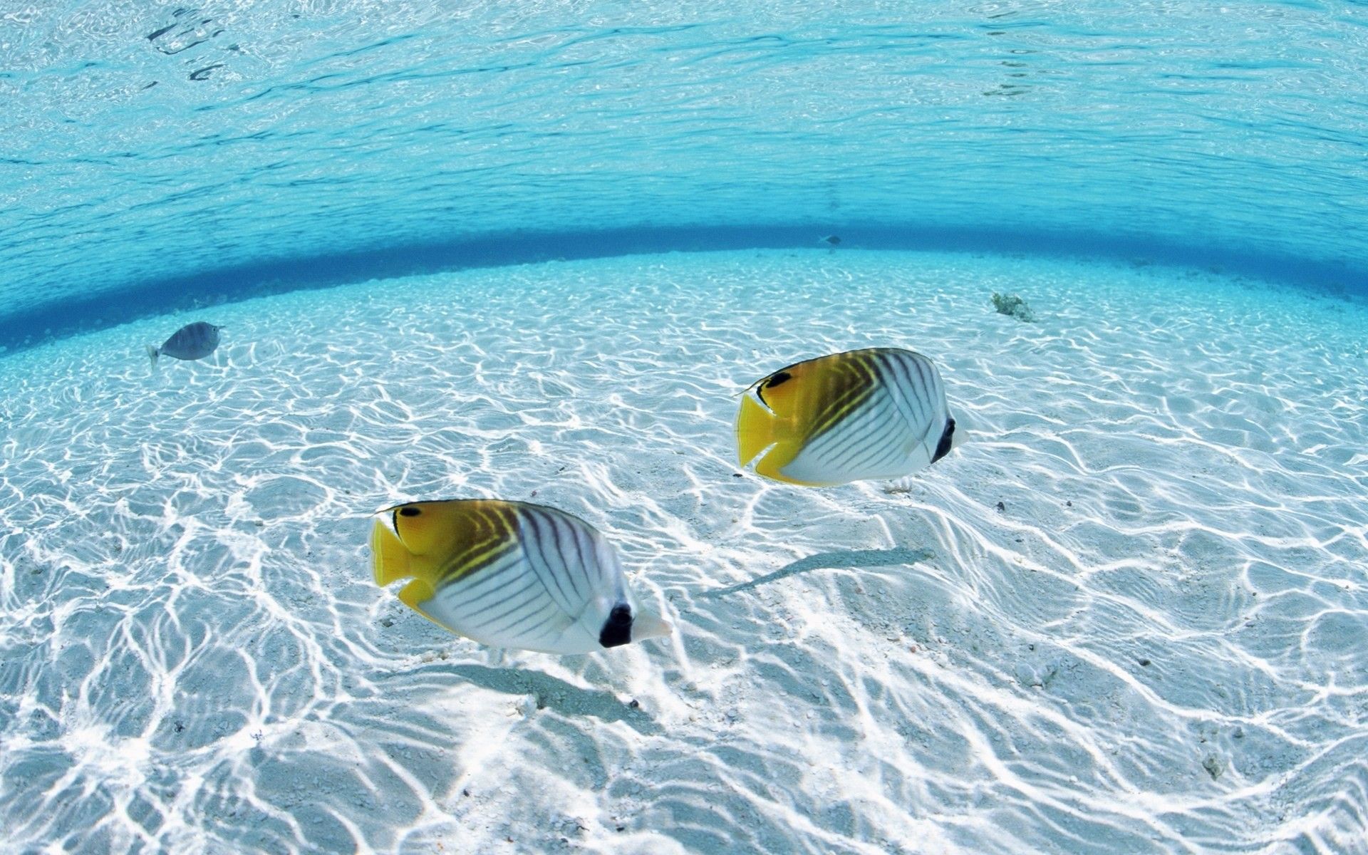 Pesci farfalla in acqua turchese, 1920x1200 WUXGA, Desktop