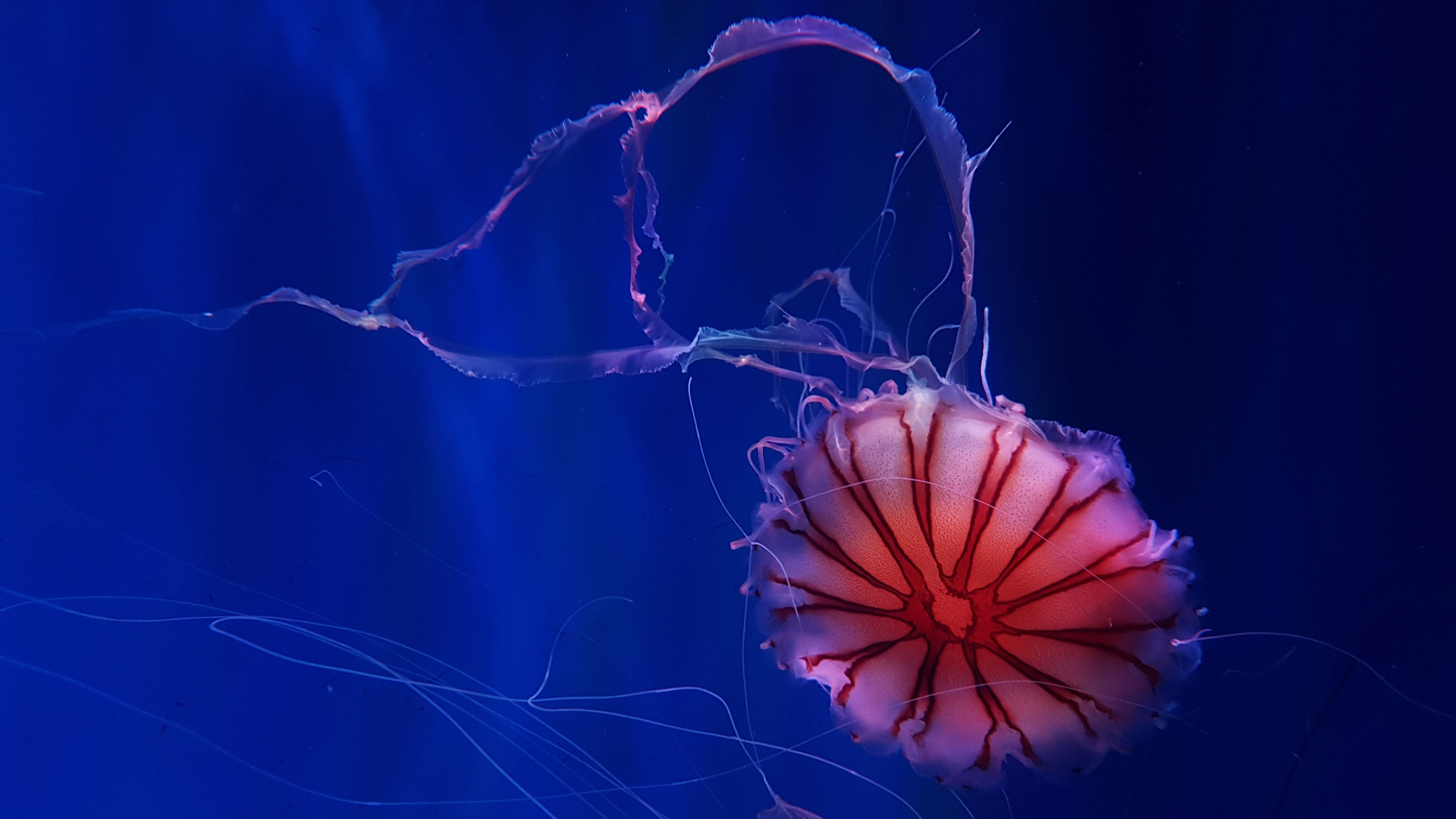 Medusa oceano profondo blu, 4000x2250 4K Ultra HD, Monitor 4K
