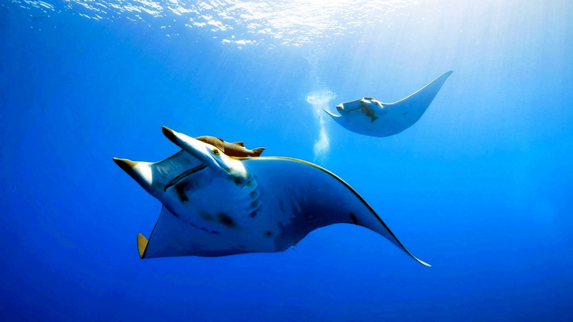 Manta ray oceano blu, 1920x1080 Full HD 1080p, PC