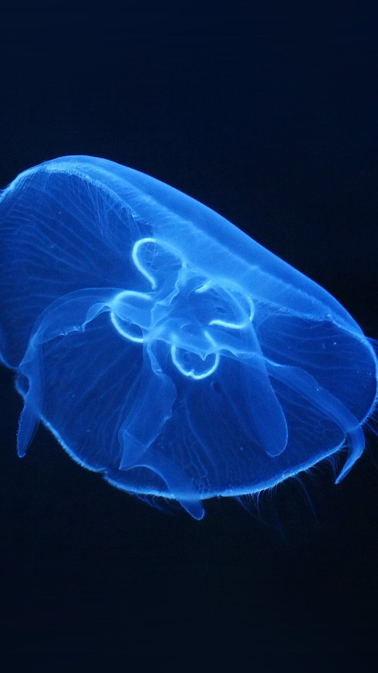 Medusa blu bioluminescente, 1242x2208 Full HD Verticale, iPhone