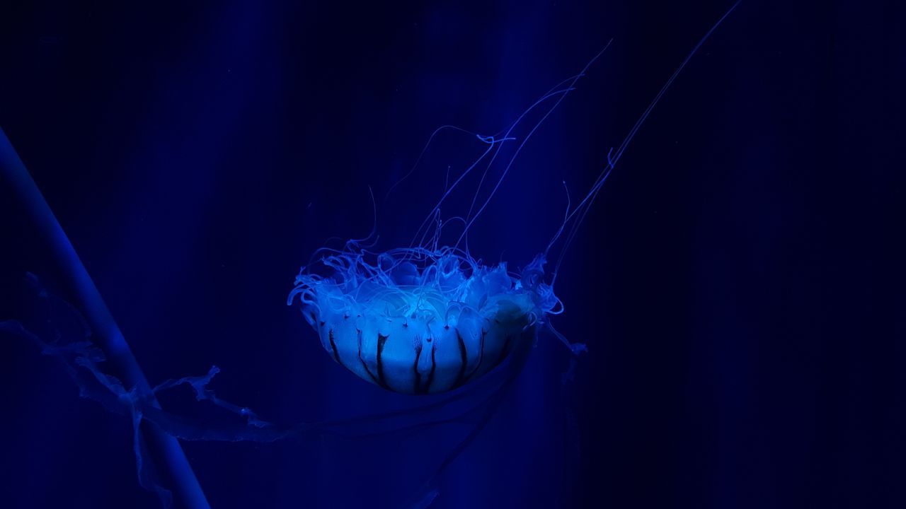 Medusa blu oceano profondo, 1280x720 720p, Laptop