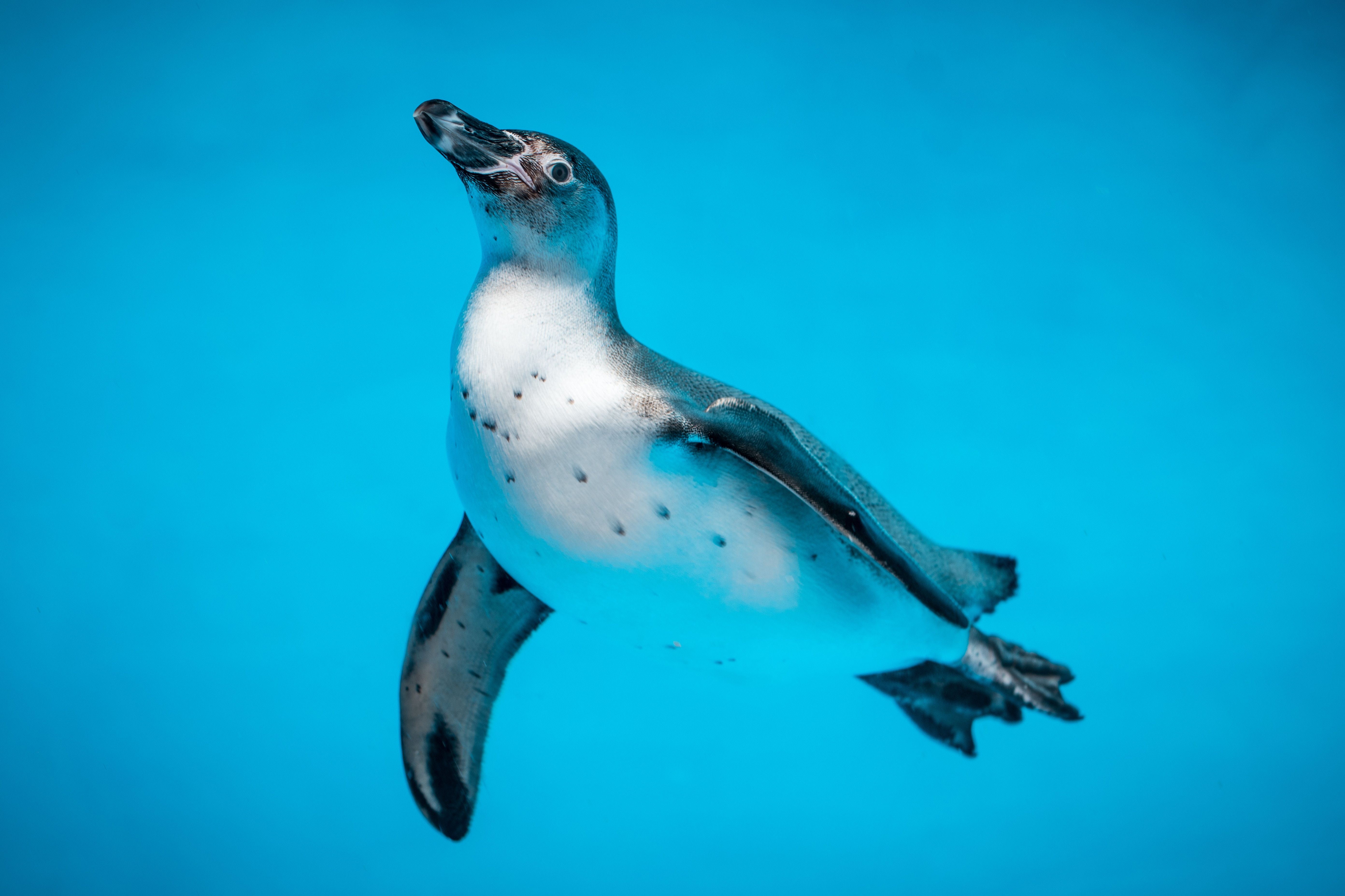 Pinguino che nuota sott'acqua, 5568x3712 4K, Desktop 4K