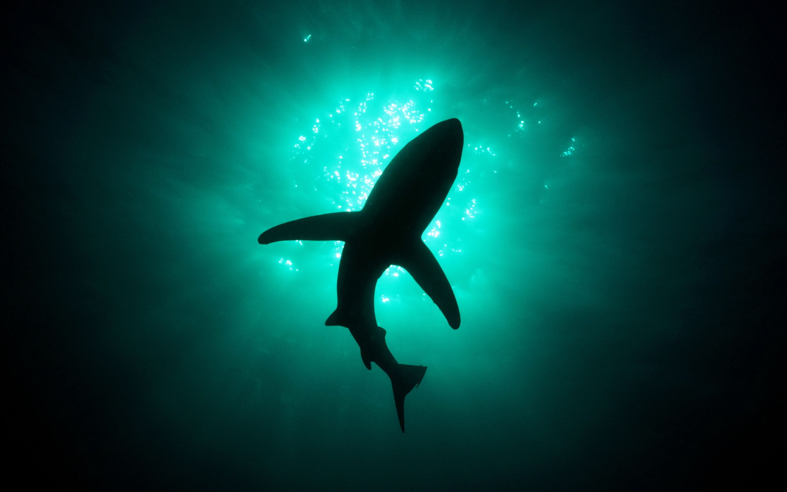 Squalo silhouette oceano profondo, 2560x1600 2K+, Laptop