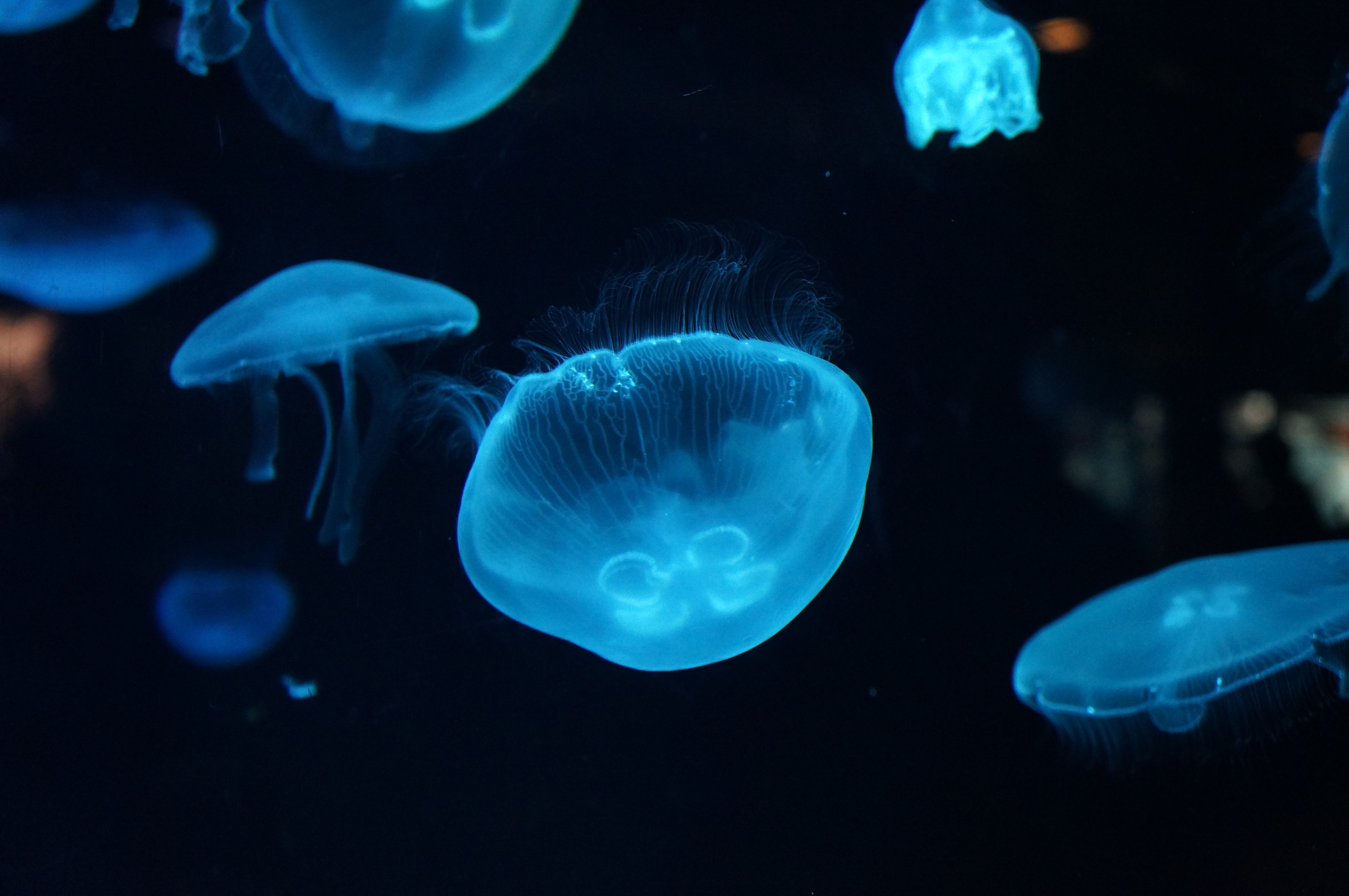 Meduse blu bioluminescenti, 4912x3264 UHD, PC 4K