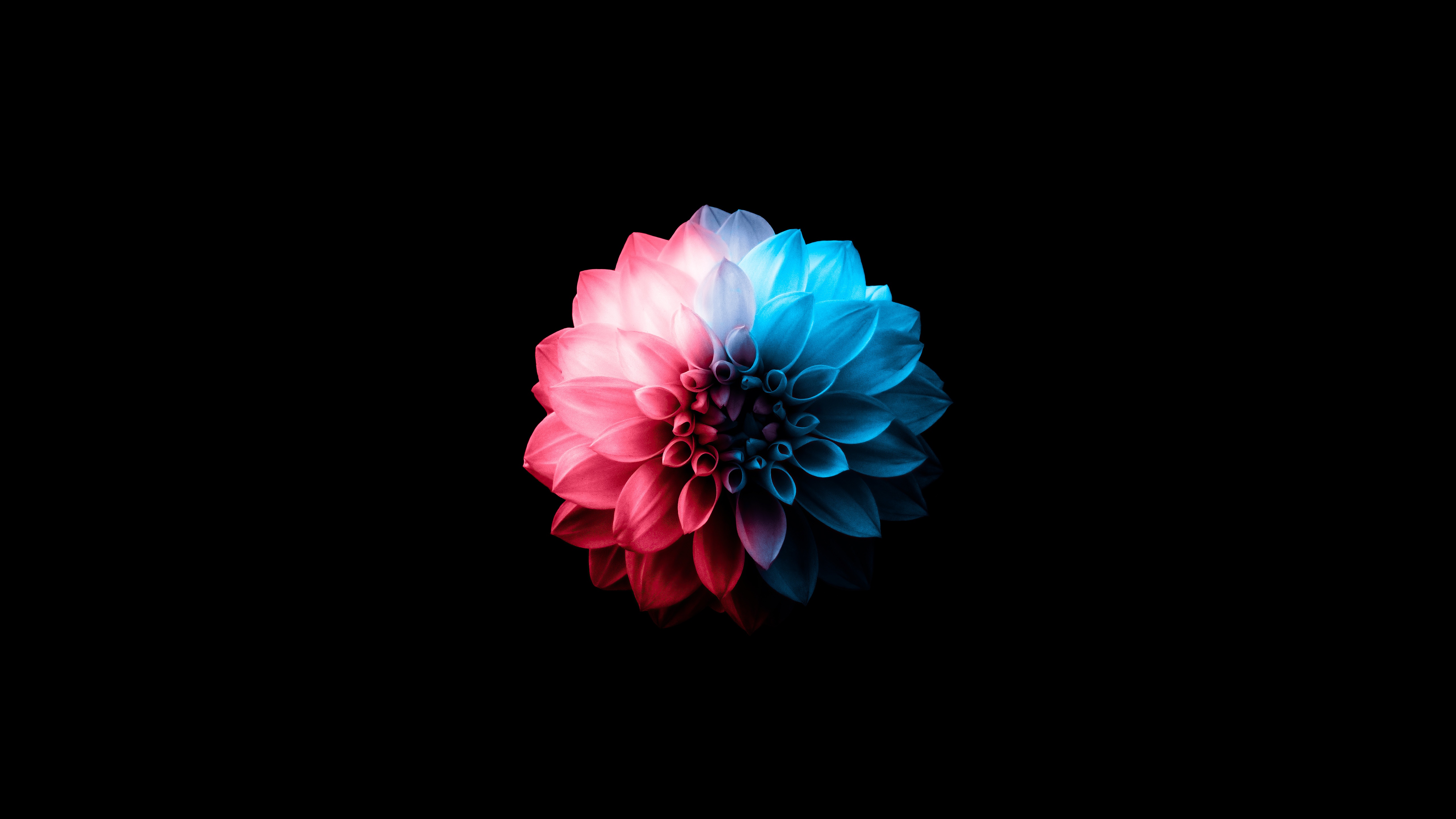 Fiore dahlia rosa blu, 5120x2880 Ultra HD, 4K TV