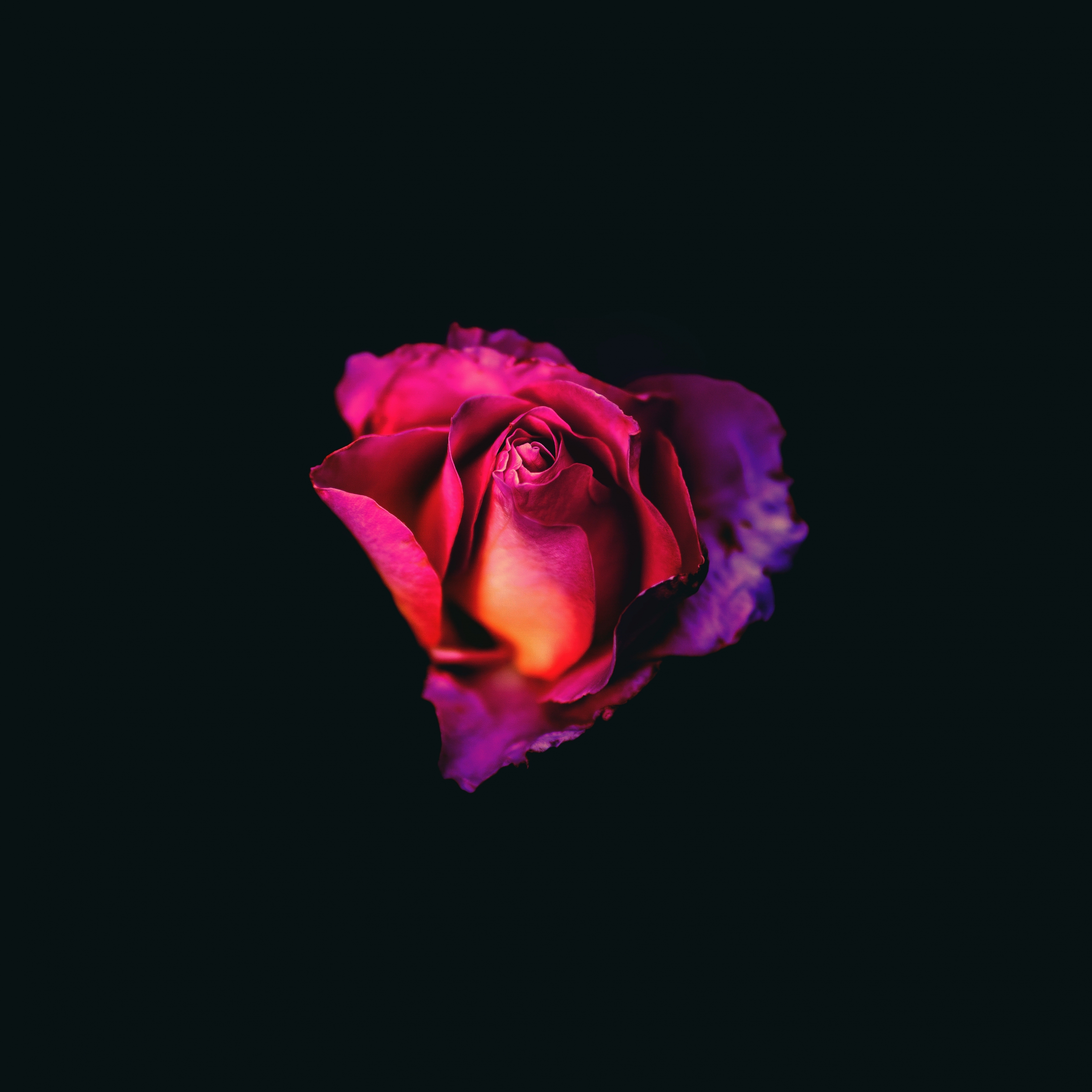 Rosa rosa e viola su nero, 3415x3415 WQXGA, Laptop