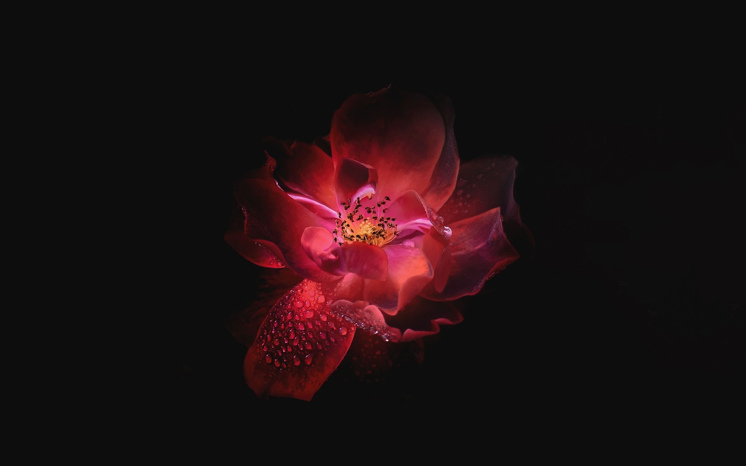Rosa rossa su sfondo nero, 2560x1600 2K, Laptop