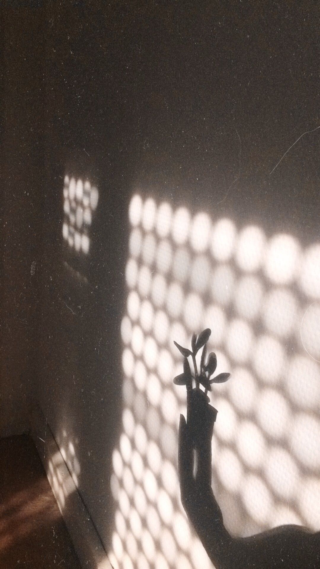 Pianta ombra parete luce, 1080x1920 Full HD Verticale, iPhone