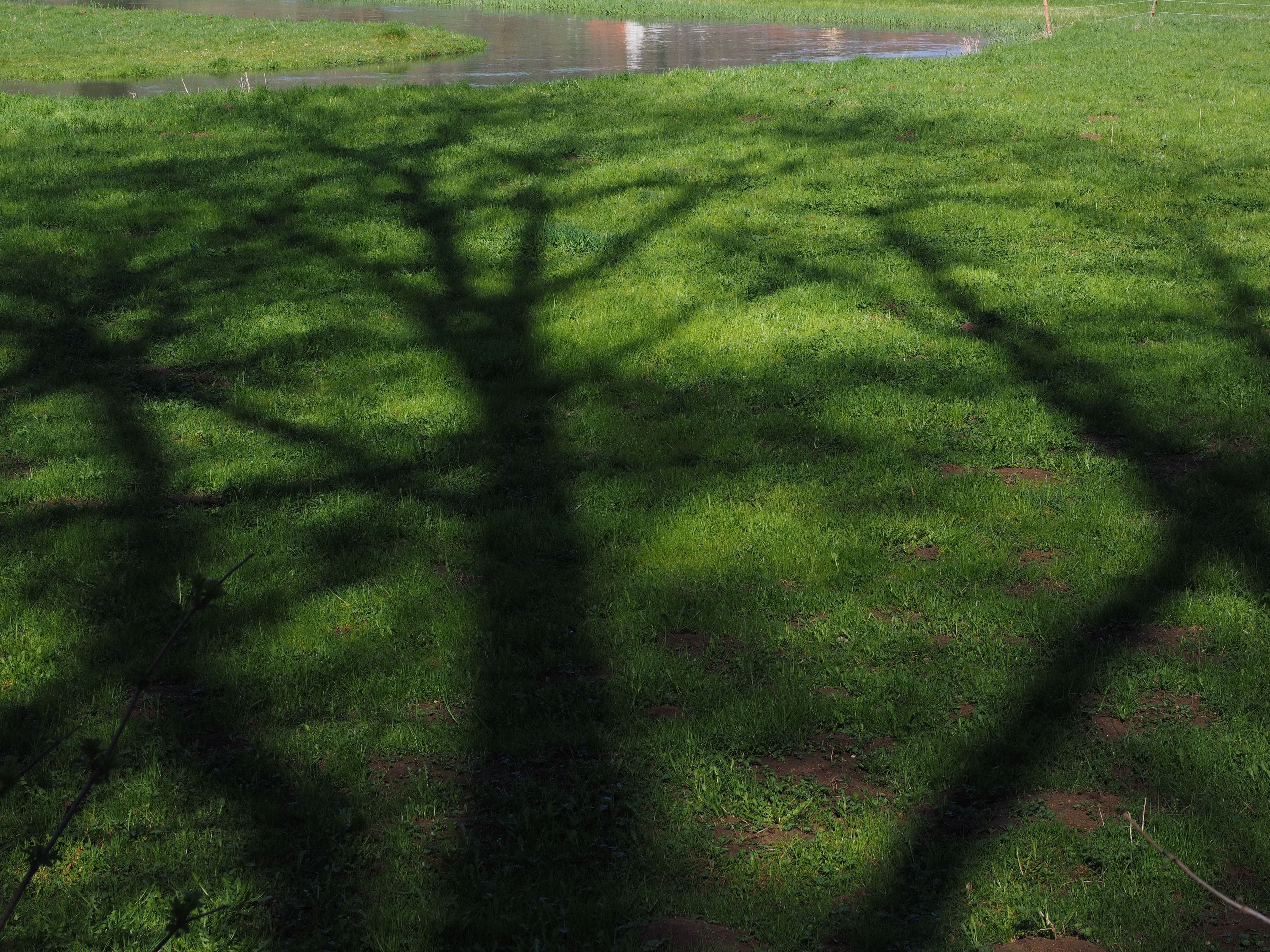 Ombra albero su prato verde, 4608x3456 UHD, PC 4K