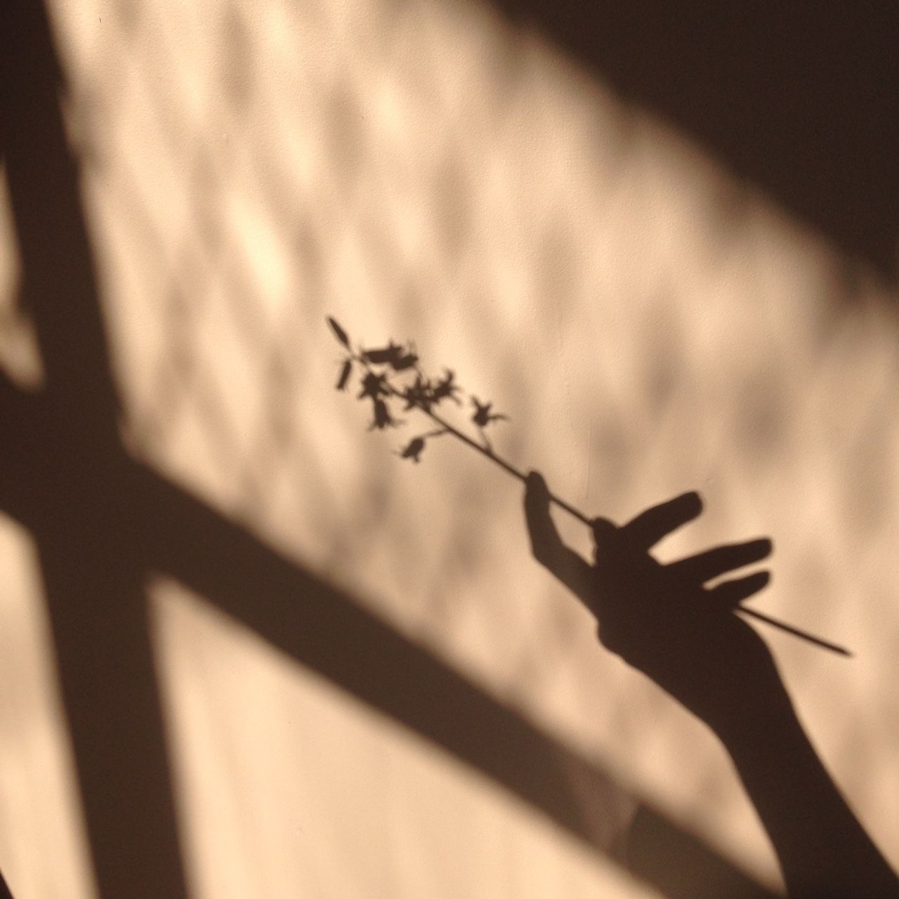 Mano con fiore e ombre, 1280x1280 720p, PC