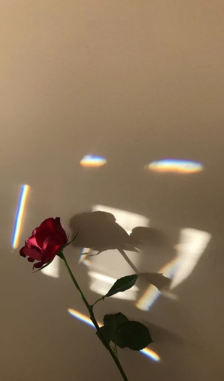 Rosa rossa con ombre luminose, 750x1275 Verticale, Telefono