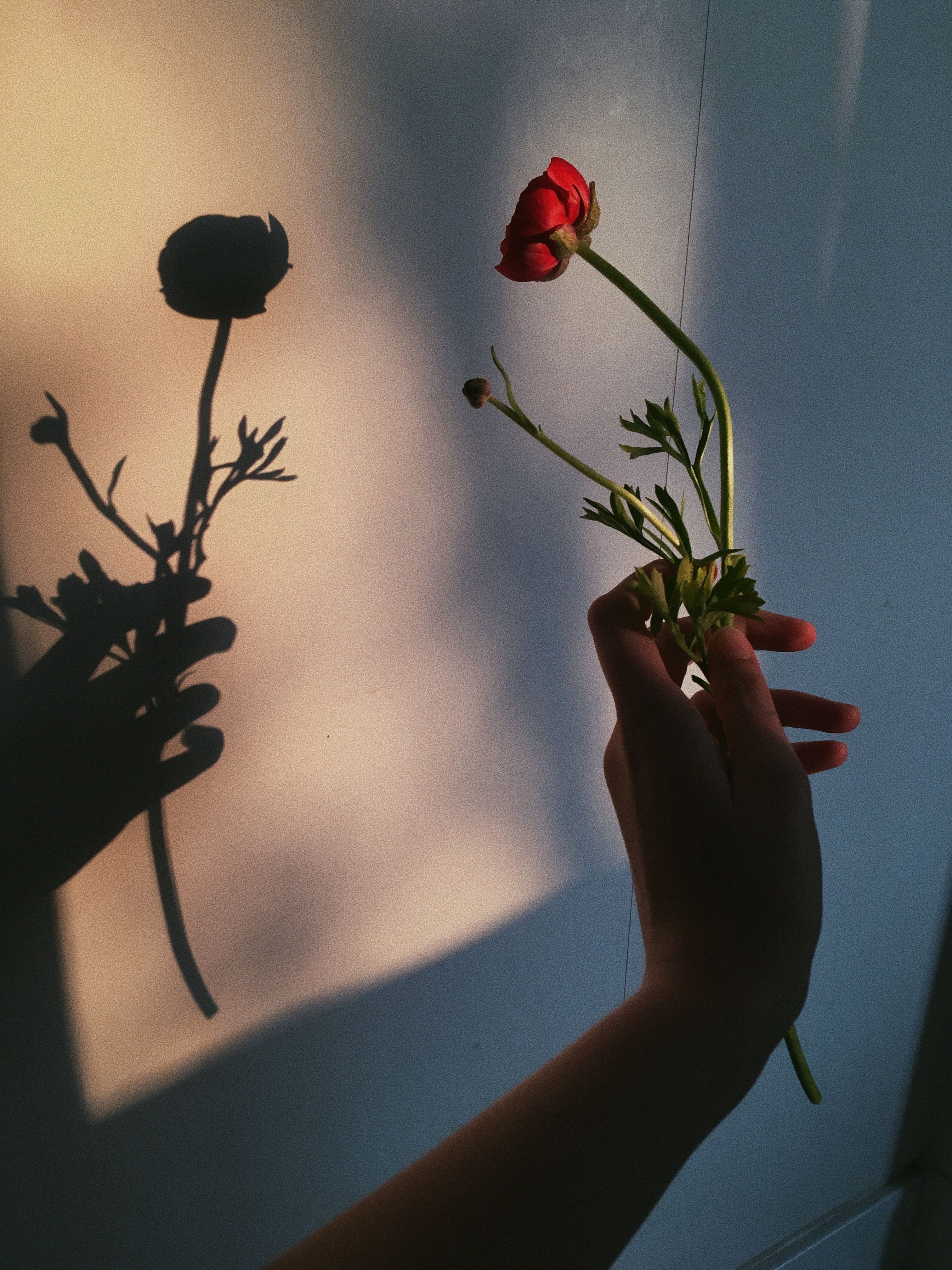 Mano con fiore rosso e ombra, 3024x4032 Full HD Verticale, Realme