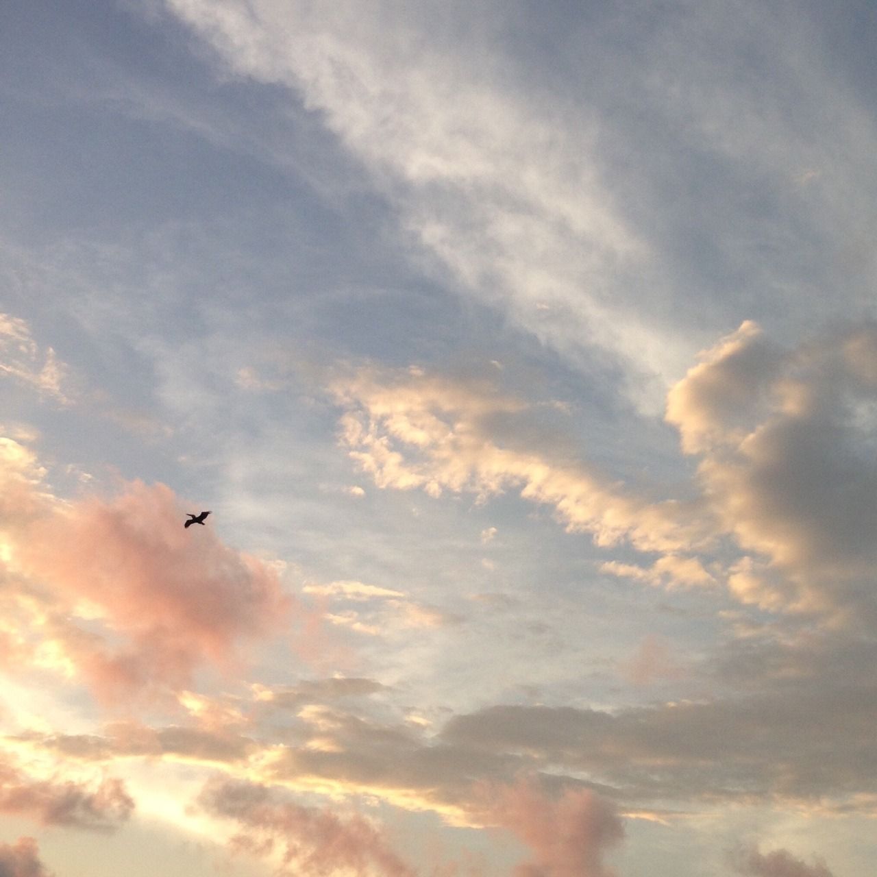 Uccello nel cielo al tramonto, 1280x1280 720p, Laptop