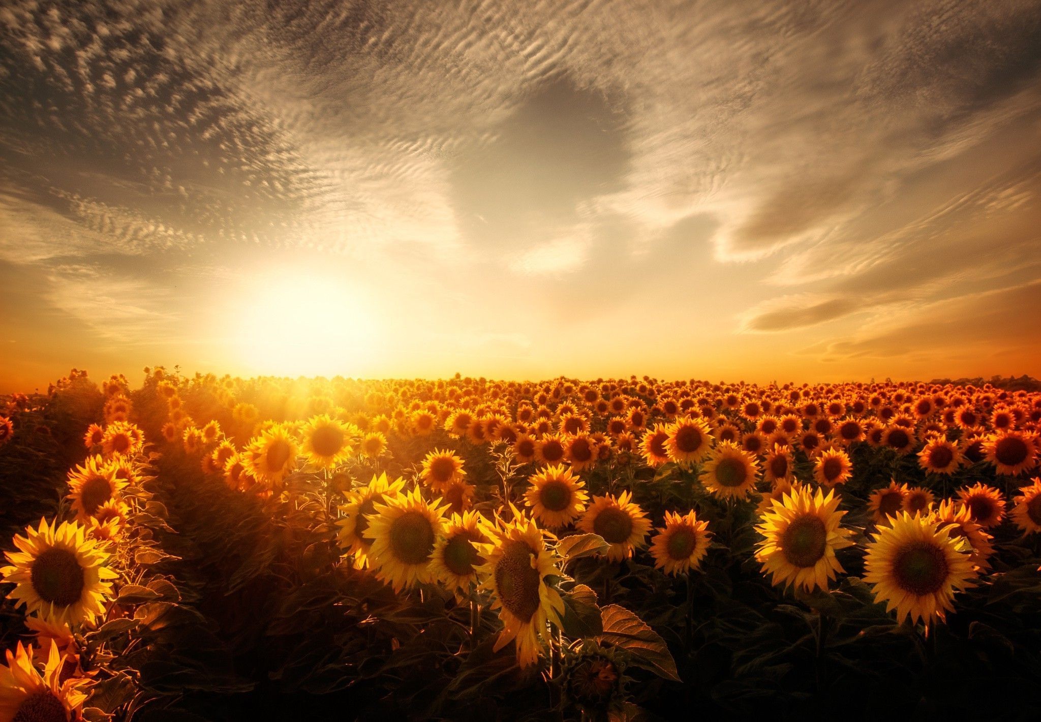 Campo di girasoli al tramonto, 2048x1421 Hi-Res, PC Desktop