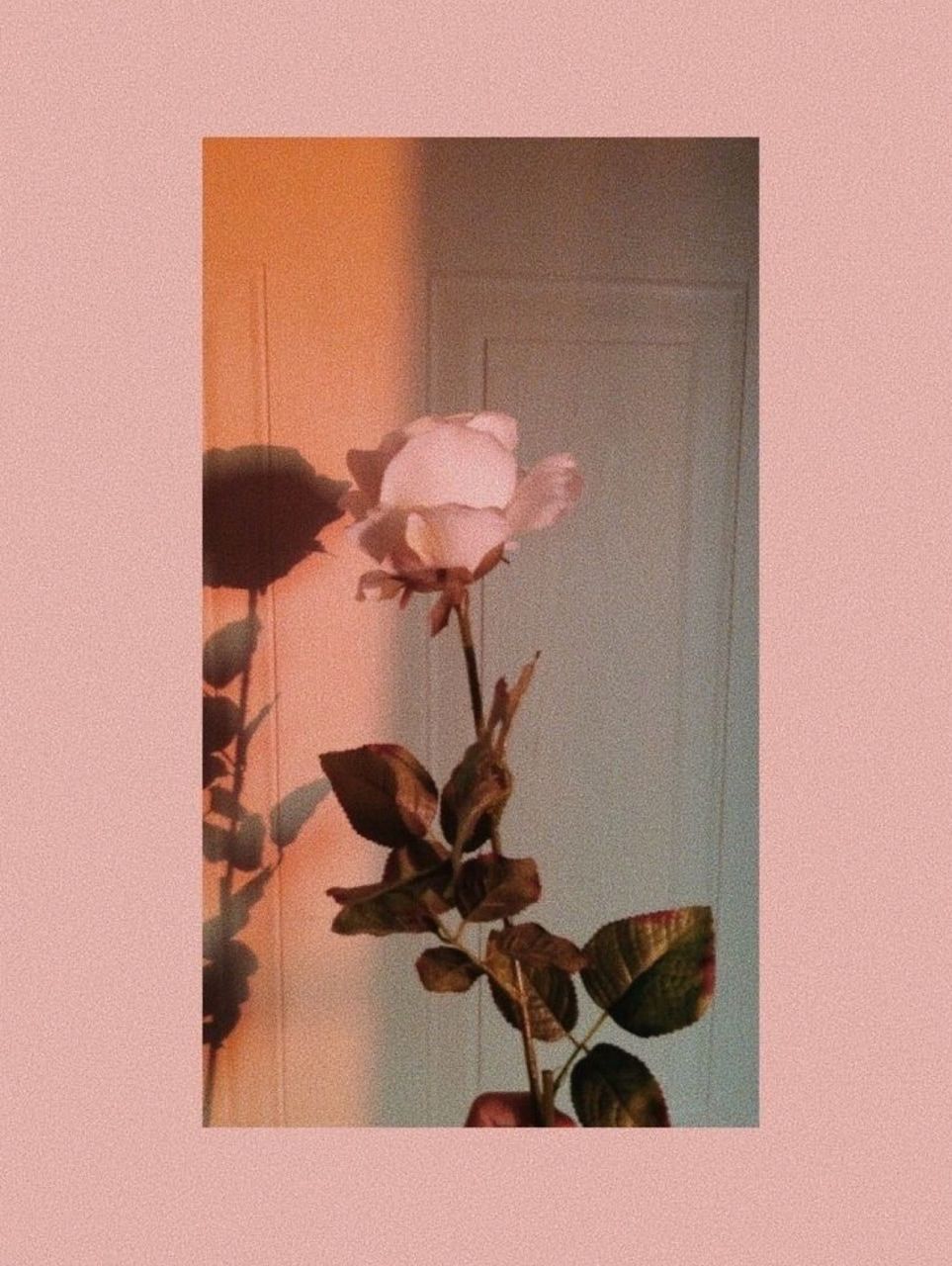 Rosa rosa con luce dorata, 963x1280 Verticale, Telefono