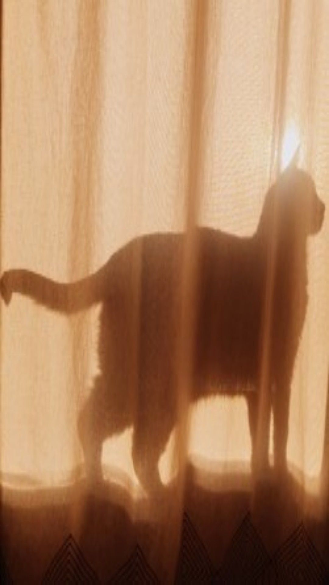Silhouette gatto dietro tenda, 1080x1920 Full HD Verticale, iPhone