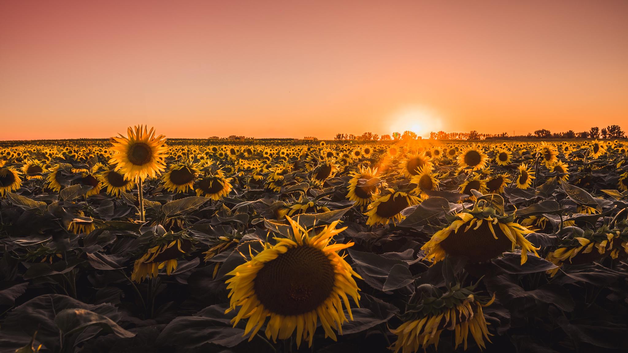 Campo di girasoli al tramonto, 2048x1152 2K, iMac