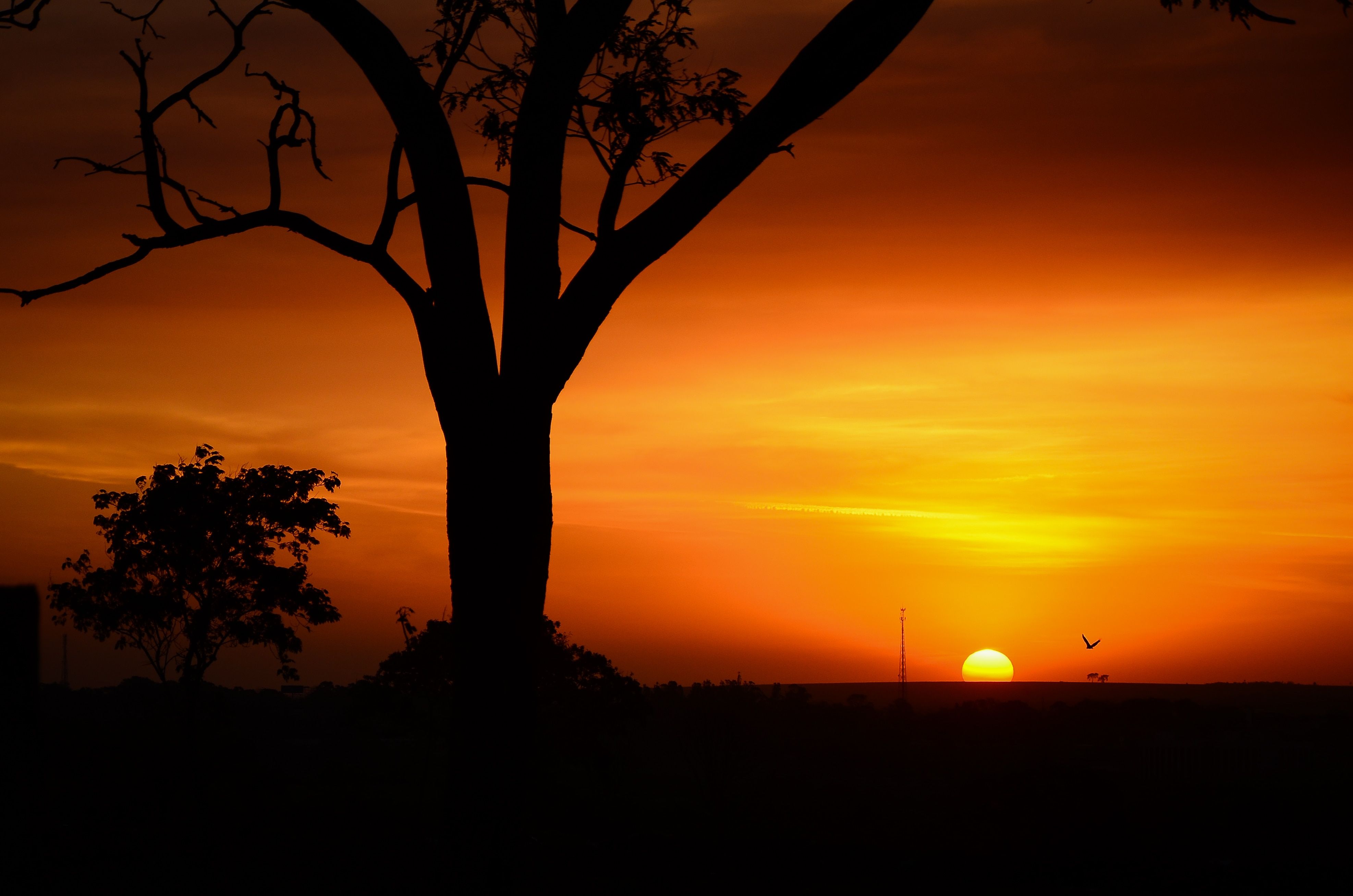 Albero silhouette al tramonto, 3948x2614 Ultra HD, 4K TV