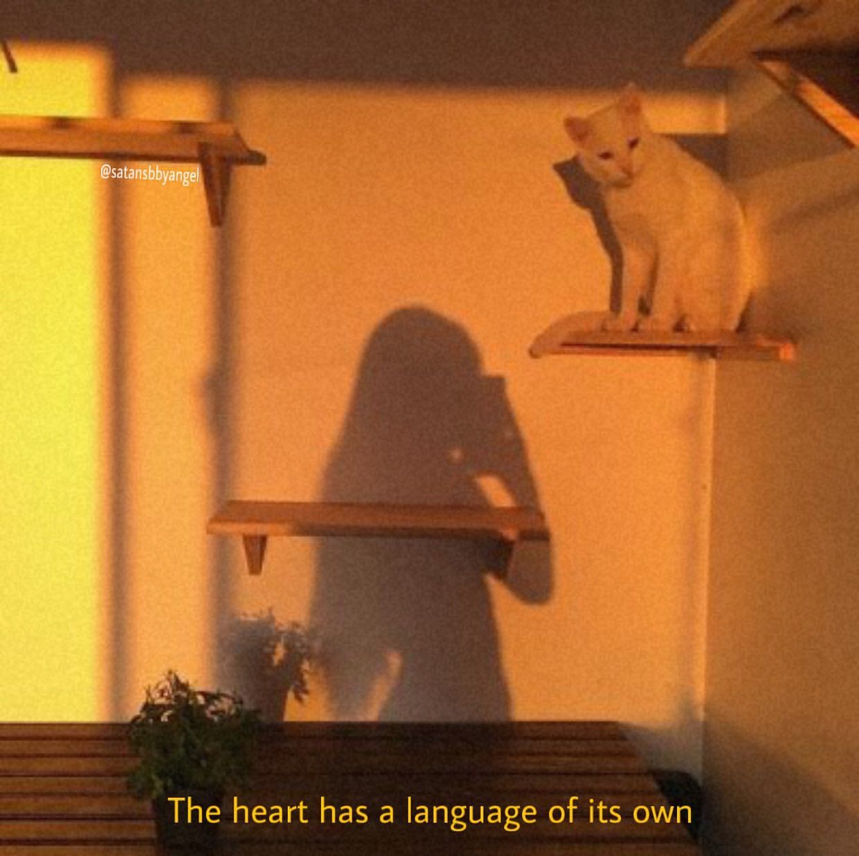 Gatto bianco su mensola, ombra, 1241x1237 HD, Laptop