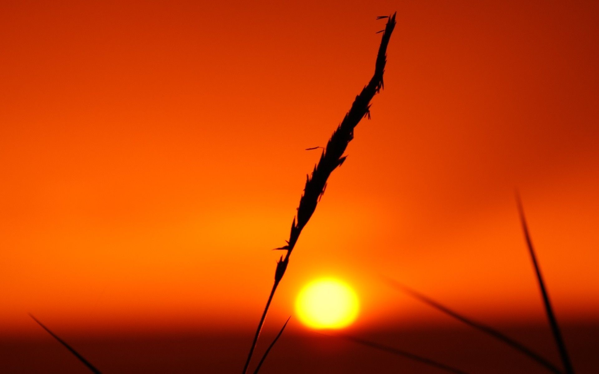 Tramonto arancione con stelo, 1920x1200 WUXGA, PC