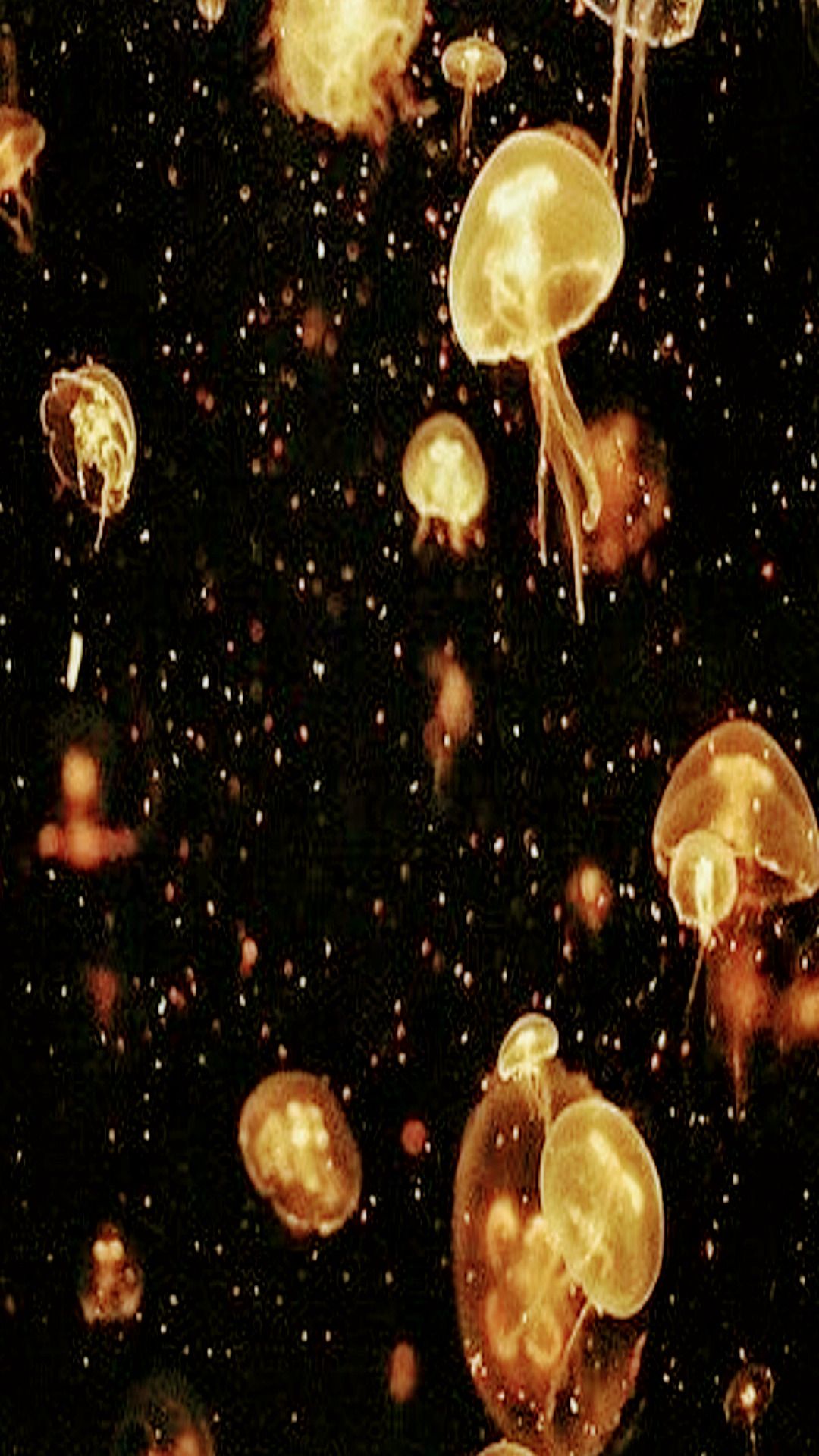 Meduse dorate su nero, 1080x1920 Verticale, Telefono