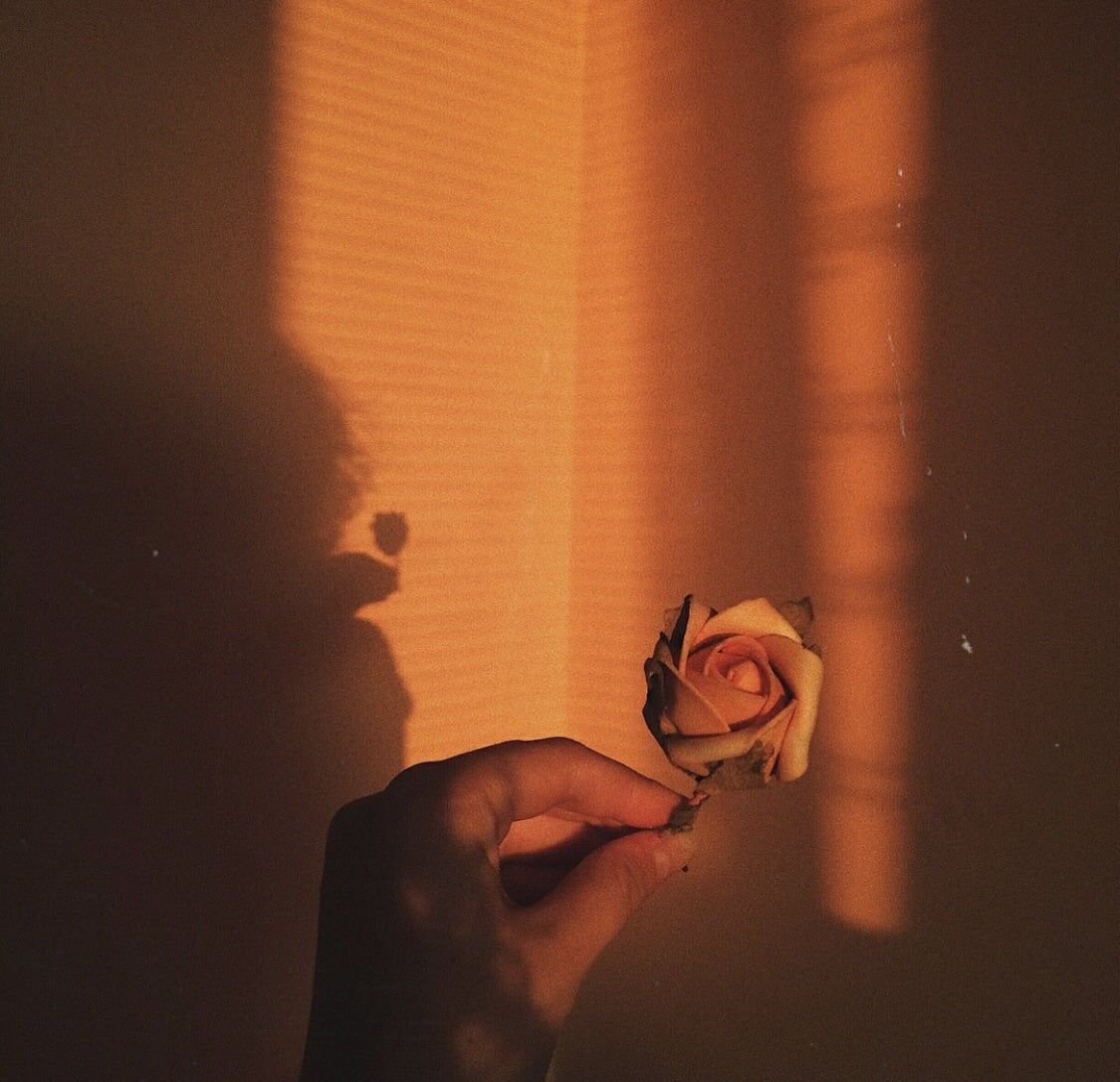 Mano con rosa, luce dorata, 1125x1087 HD, PC