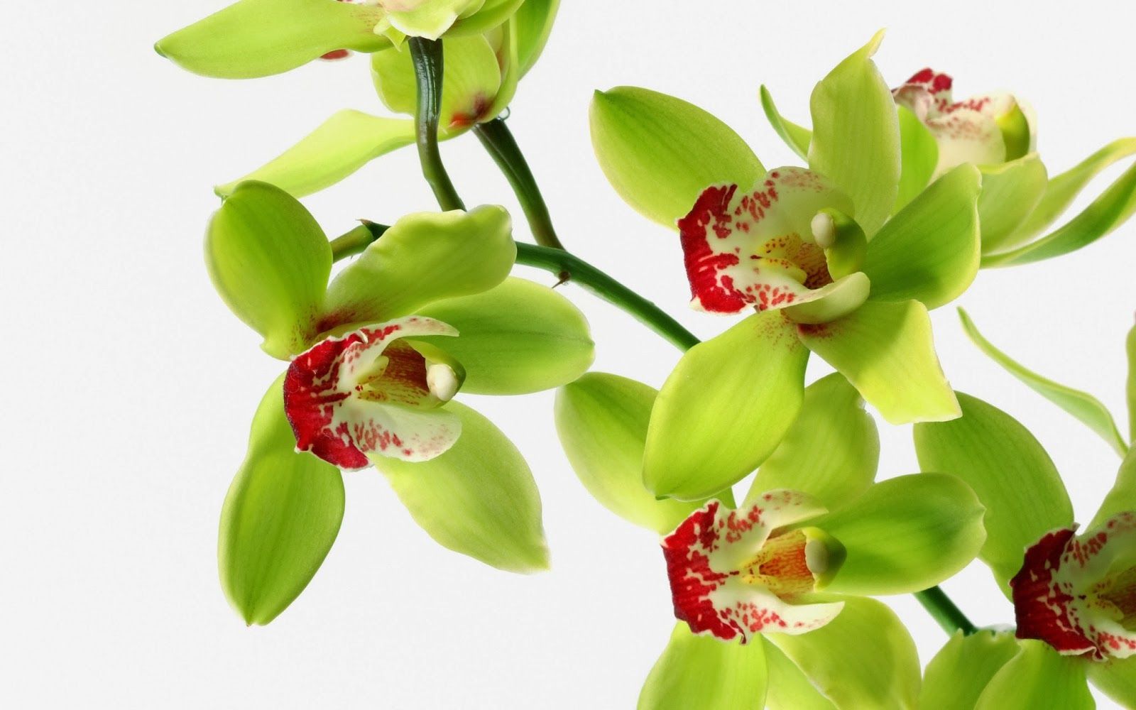 Orchidea verde su bianco, 1600x1000 900p, Laptop