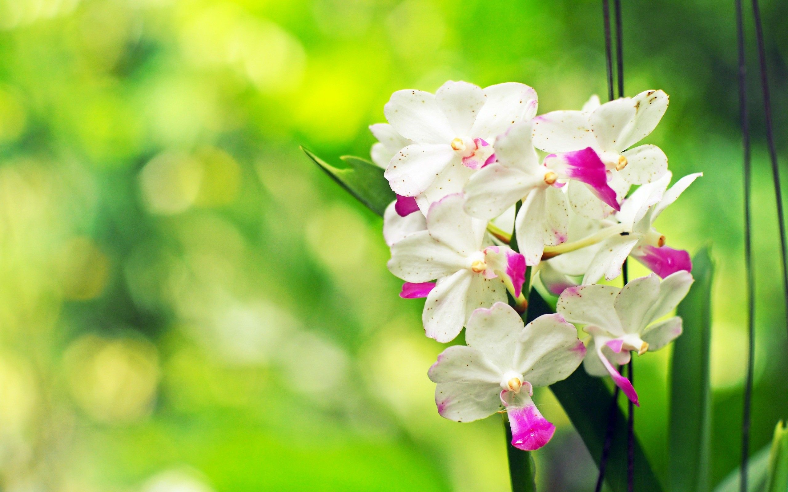 Orchidea bianca e rosa, 2560x1600 2K+, PC