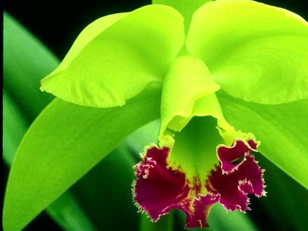 Orchidea verde primo piano, 1024x768 HD, Desktop