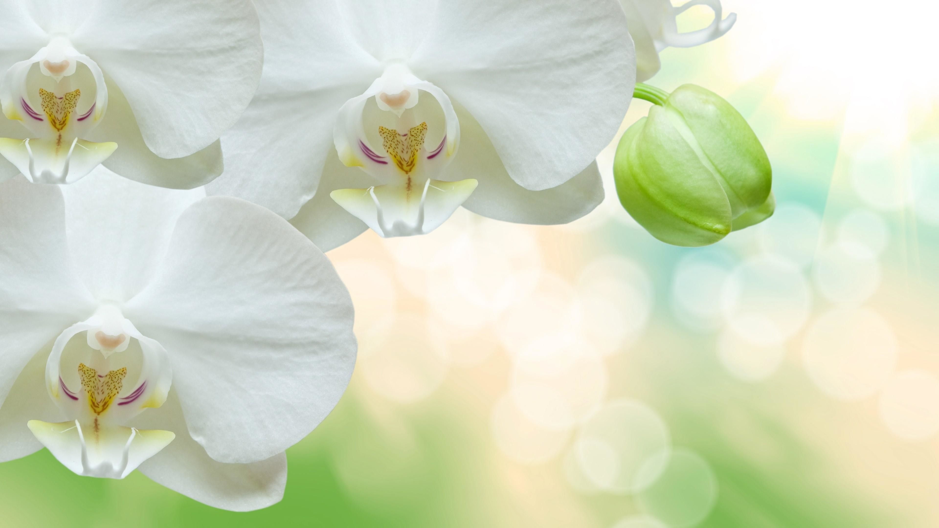 Orchidee bianche con bocciolo verde, 3840x2160 UHD, PC 4K